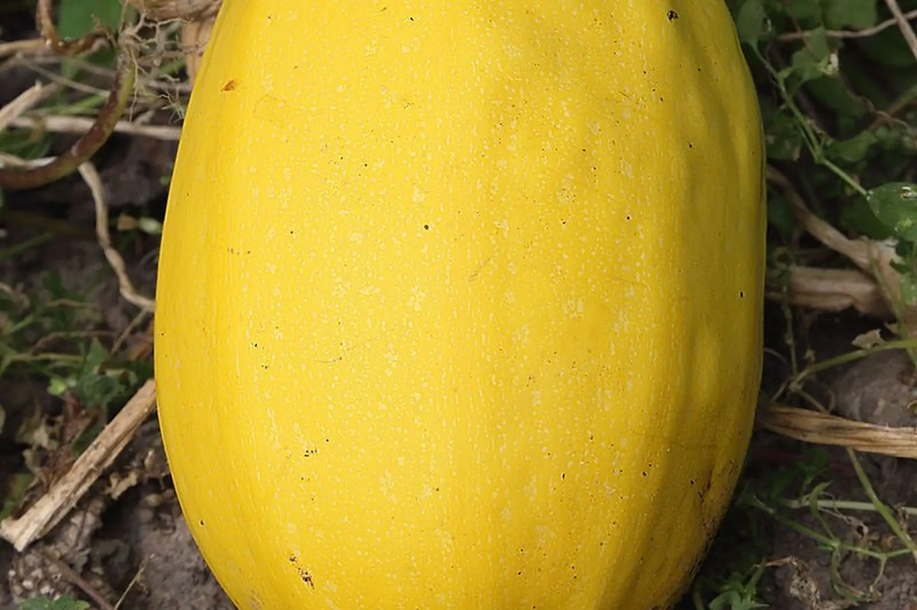 courge spaghetti bio