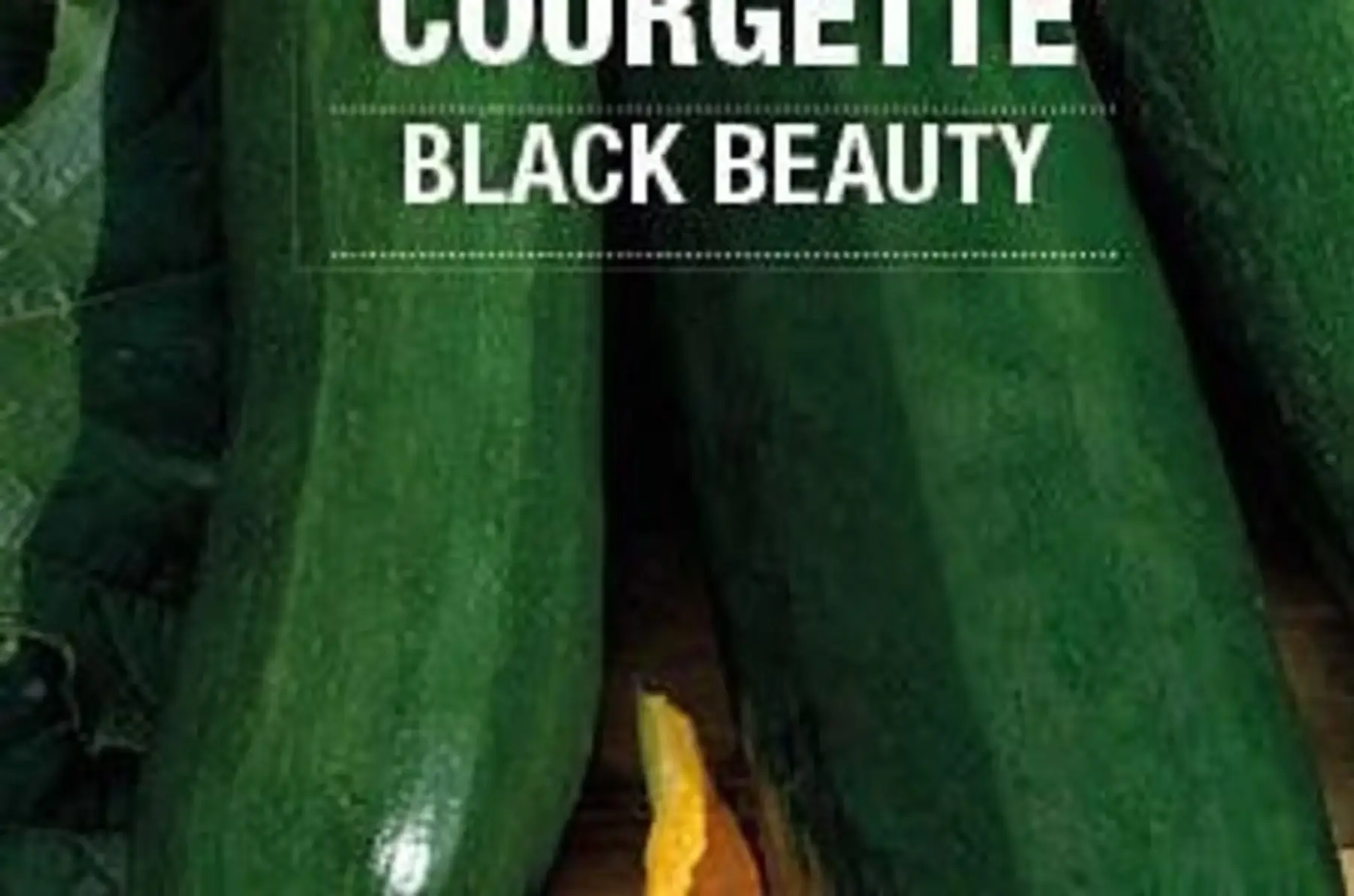 plant de courgette verte black beauty bio