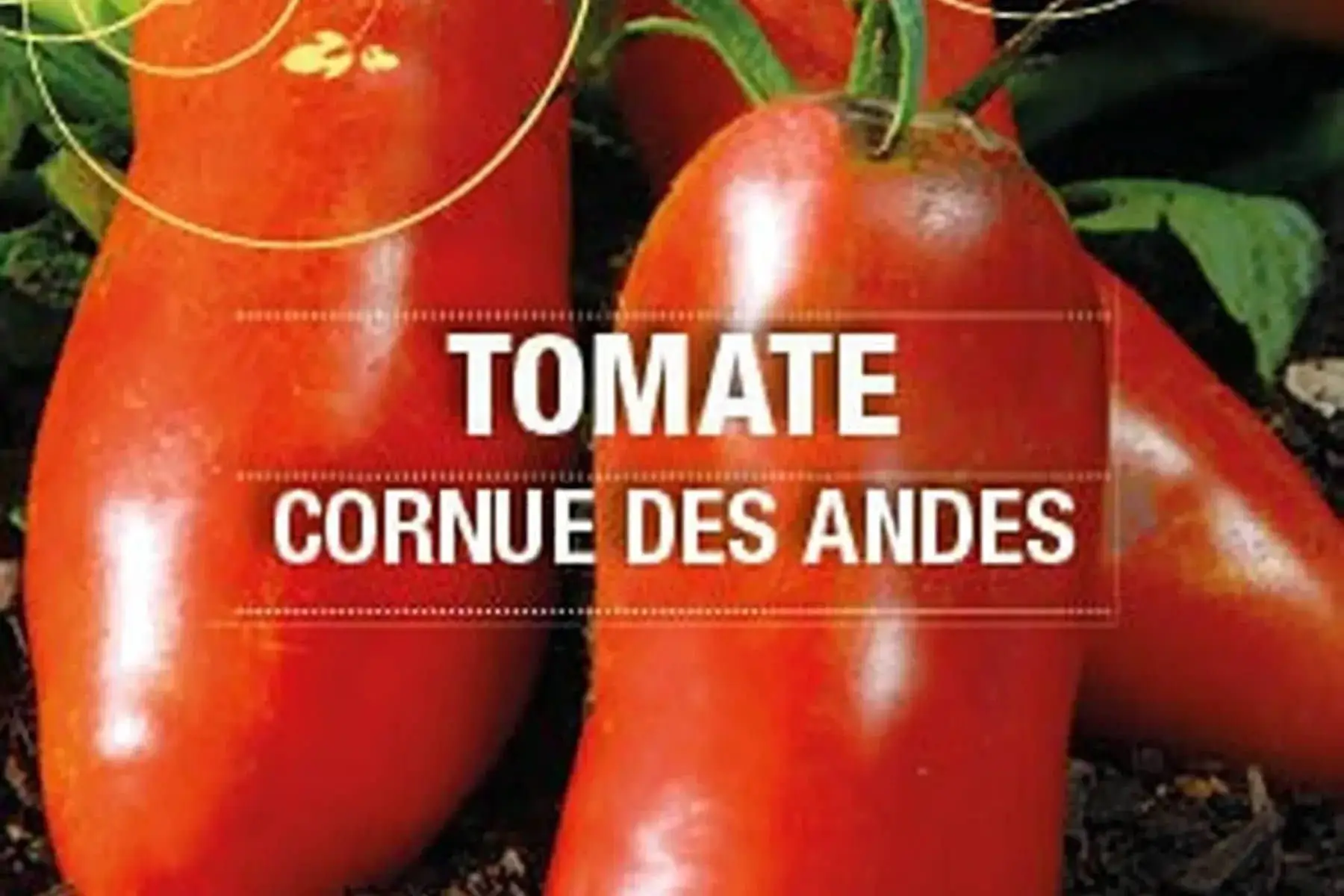 plant de tomate andine cornue bio
