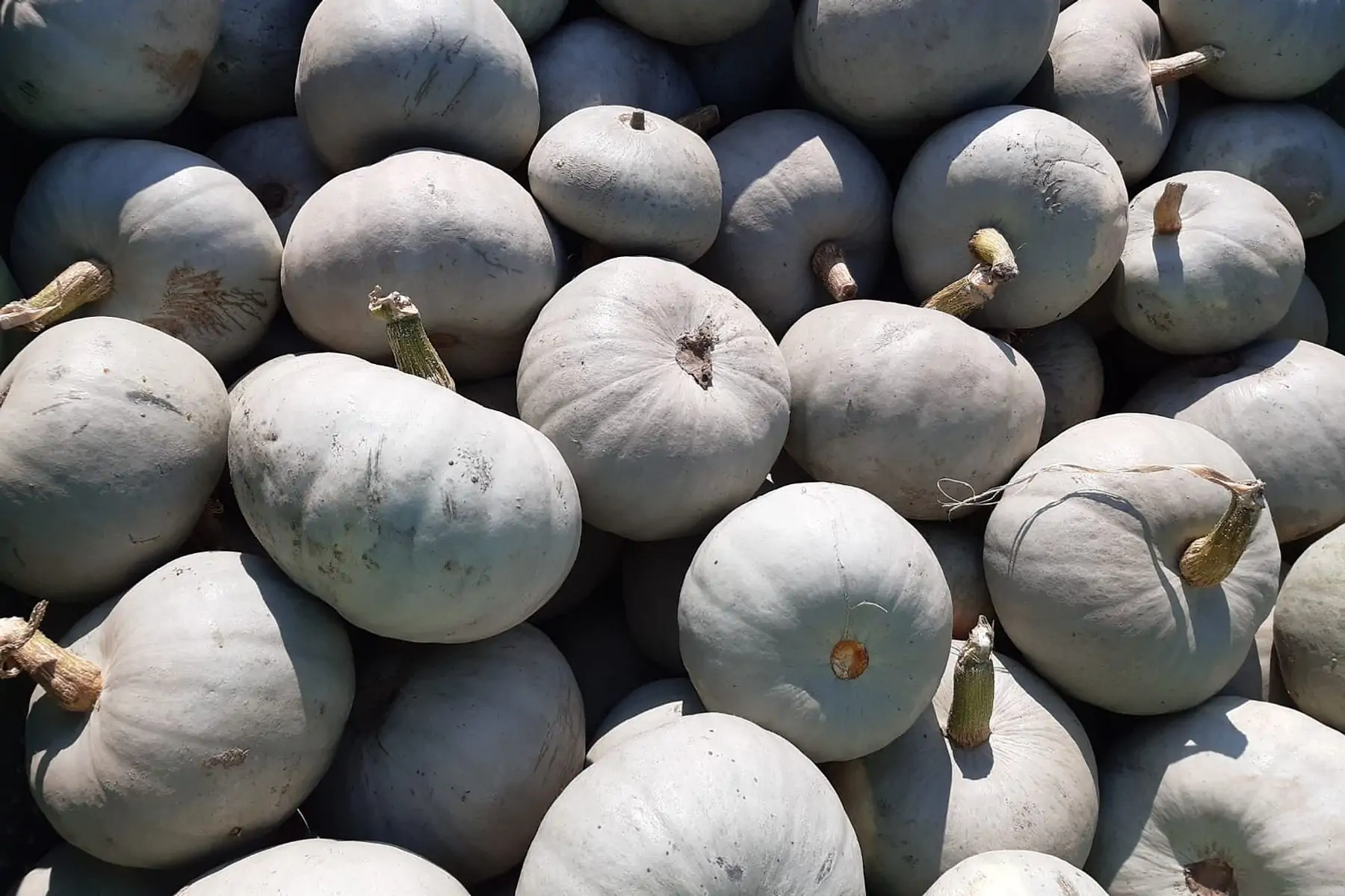 courge bleu de hongrie bio