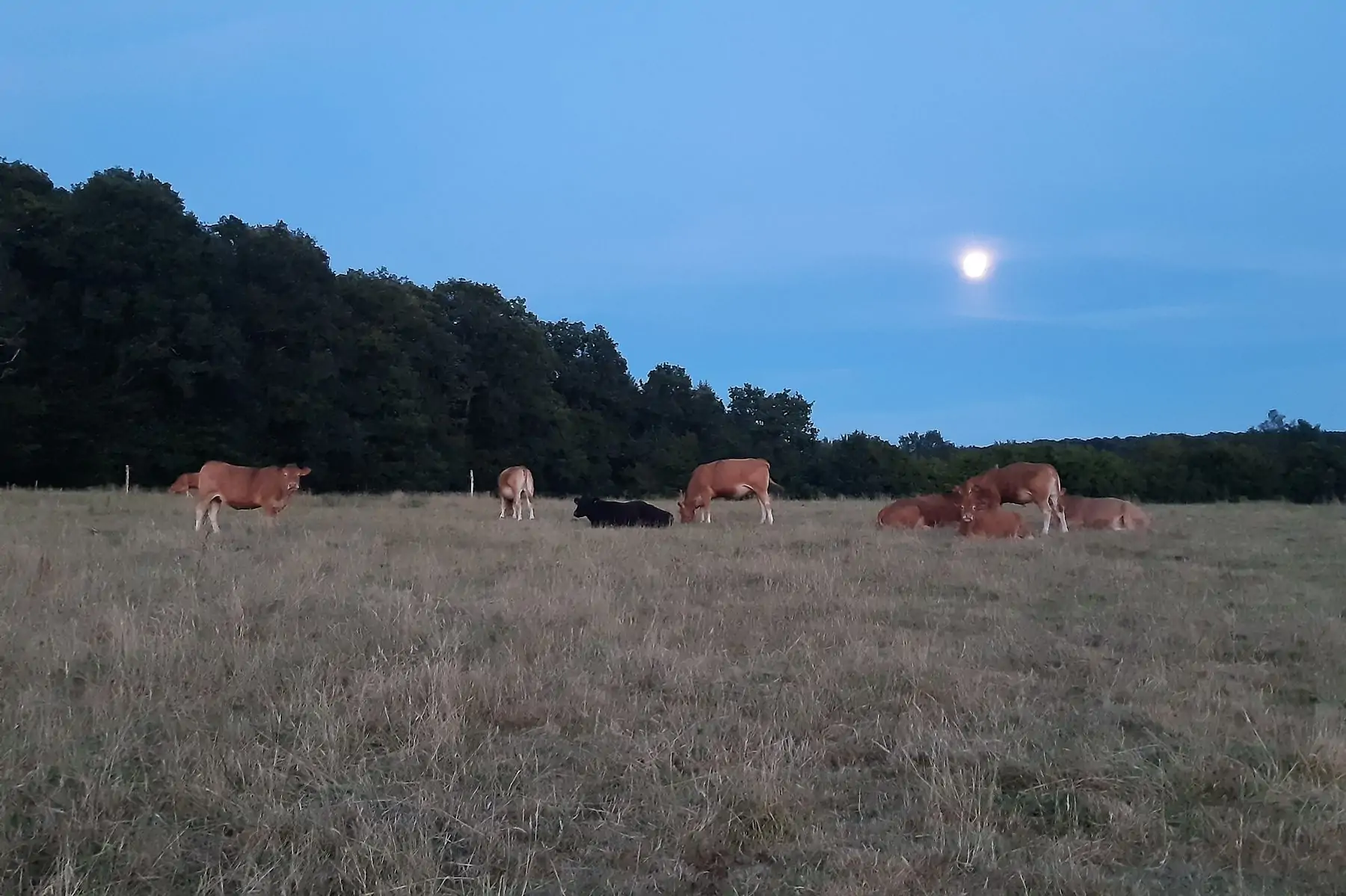 boeuf limousin, barquette de viande hachée