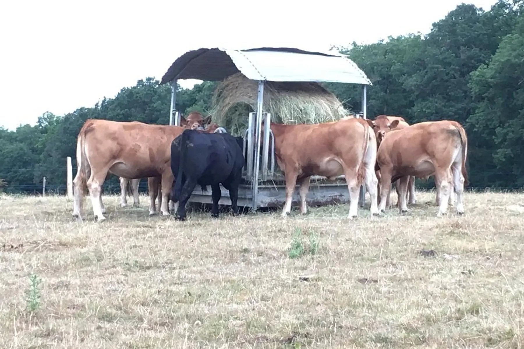 boeuf, colis antipopote hiver