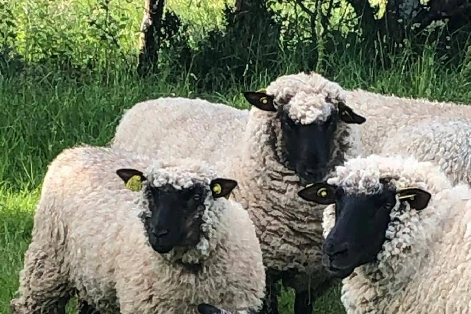 mouton, lot de 5 merguez