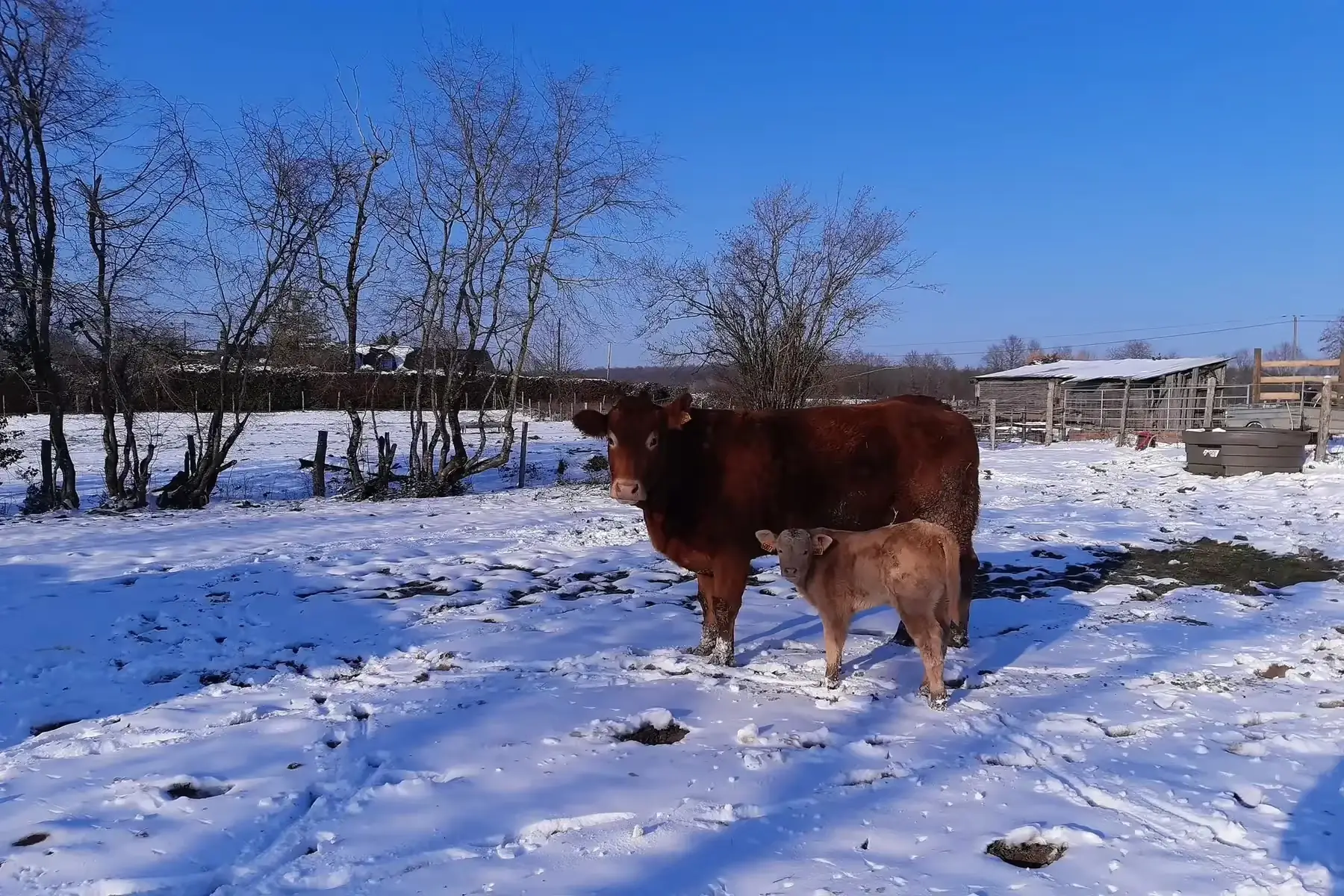 boeuf, barquette de farce à légumes