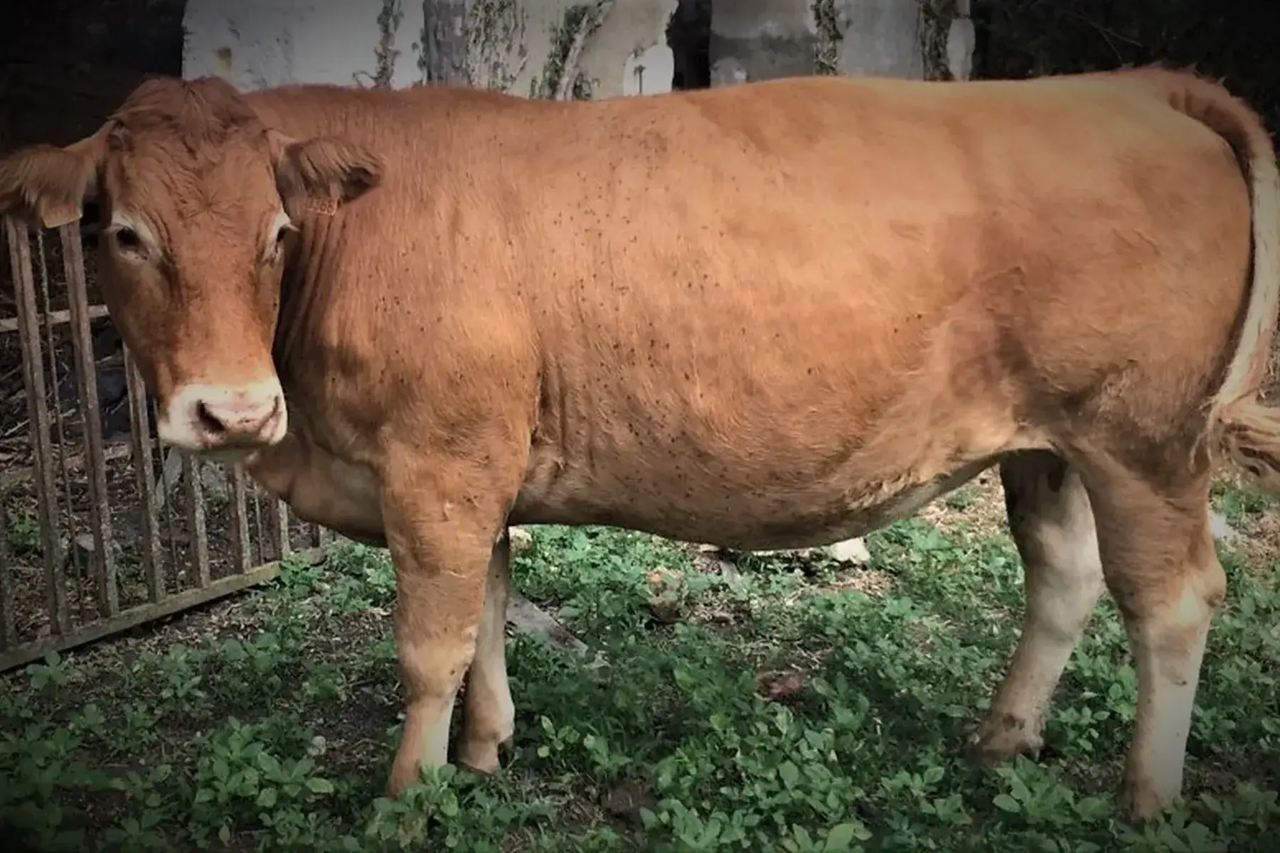boeuf, lots de 3 grosses saucisses