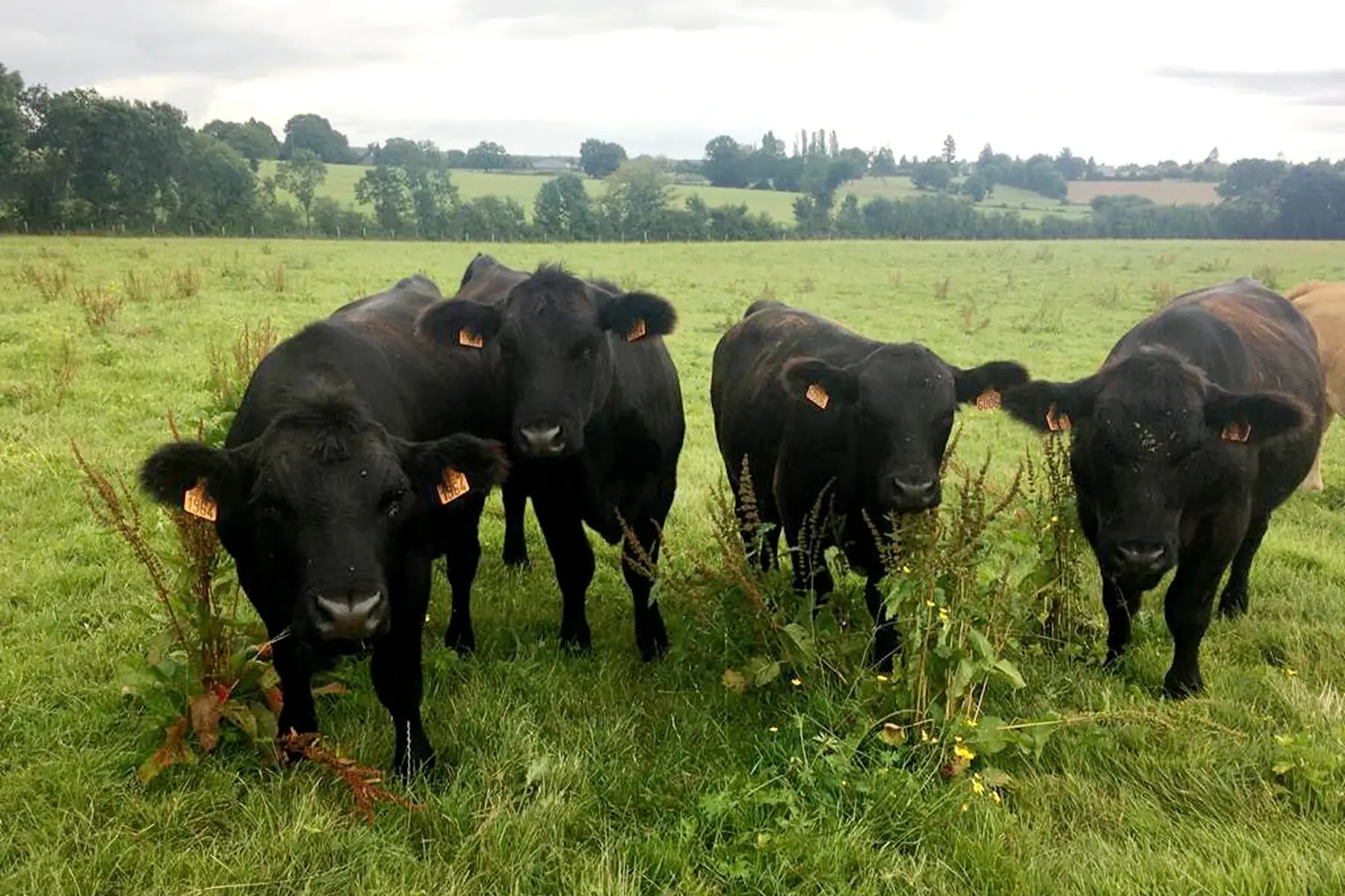 black angus, barquette de farce à légumes