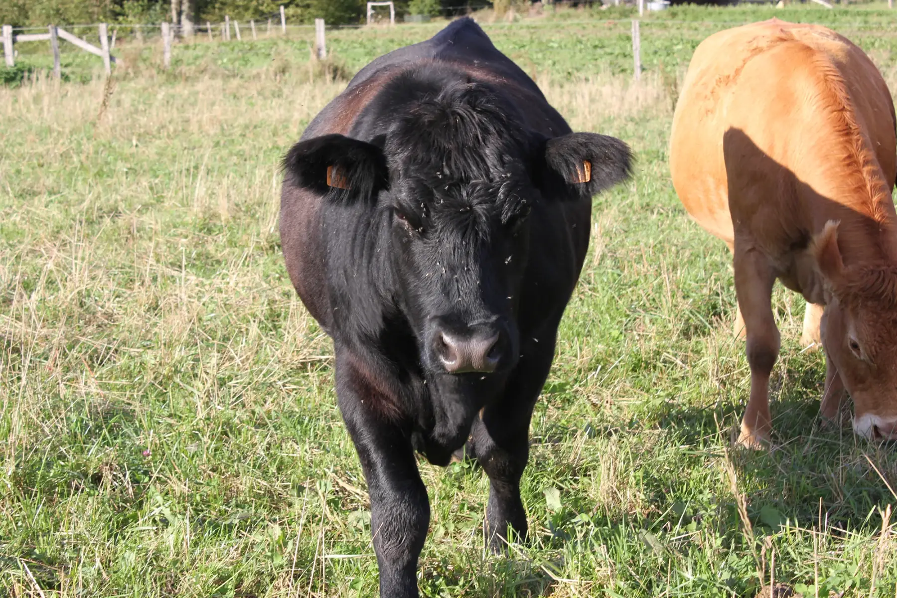 angus, colis 100% grillades