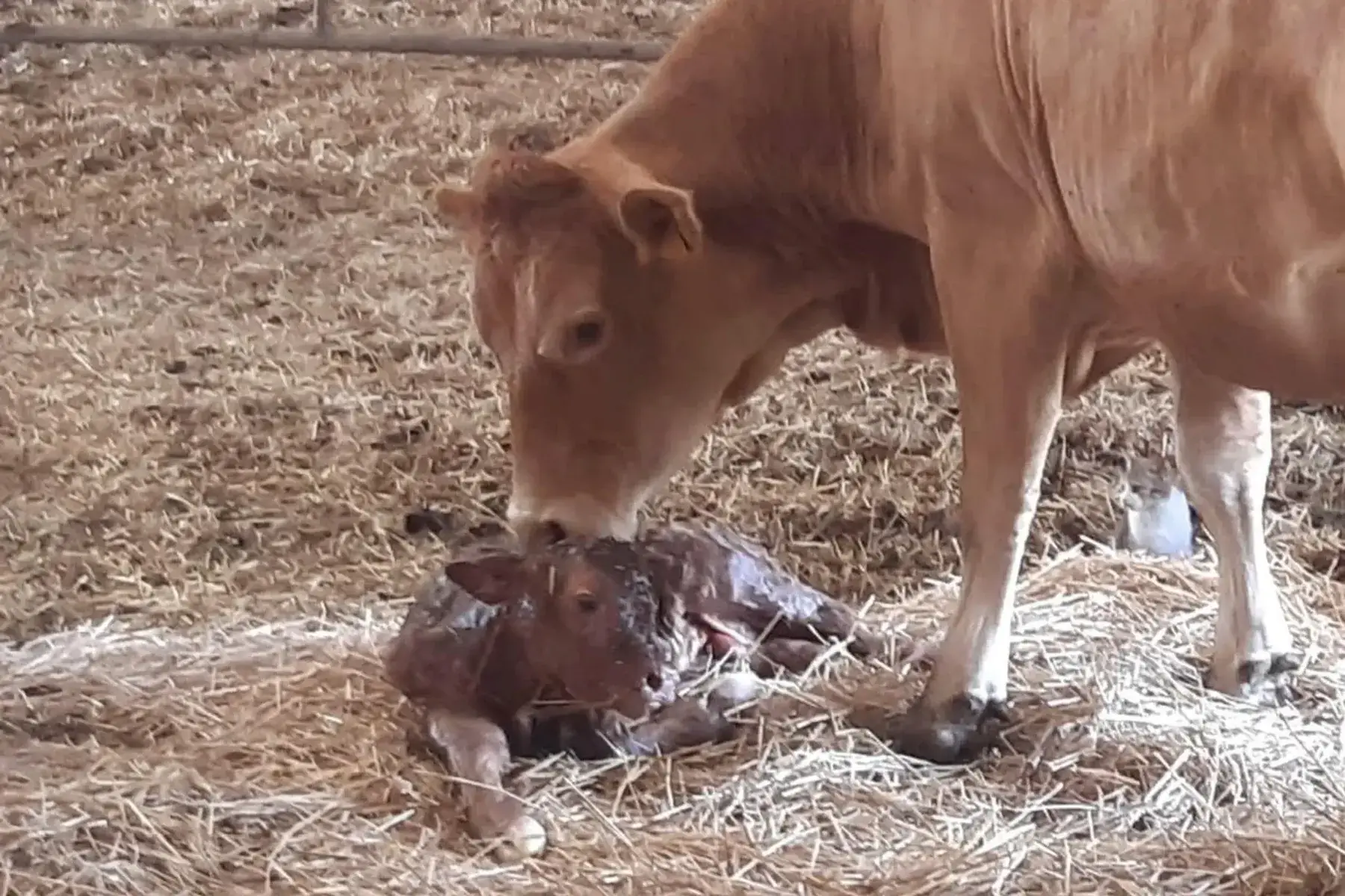 boeuf, colis des familles