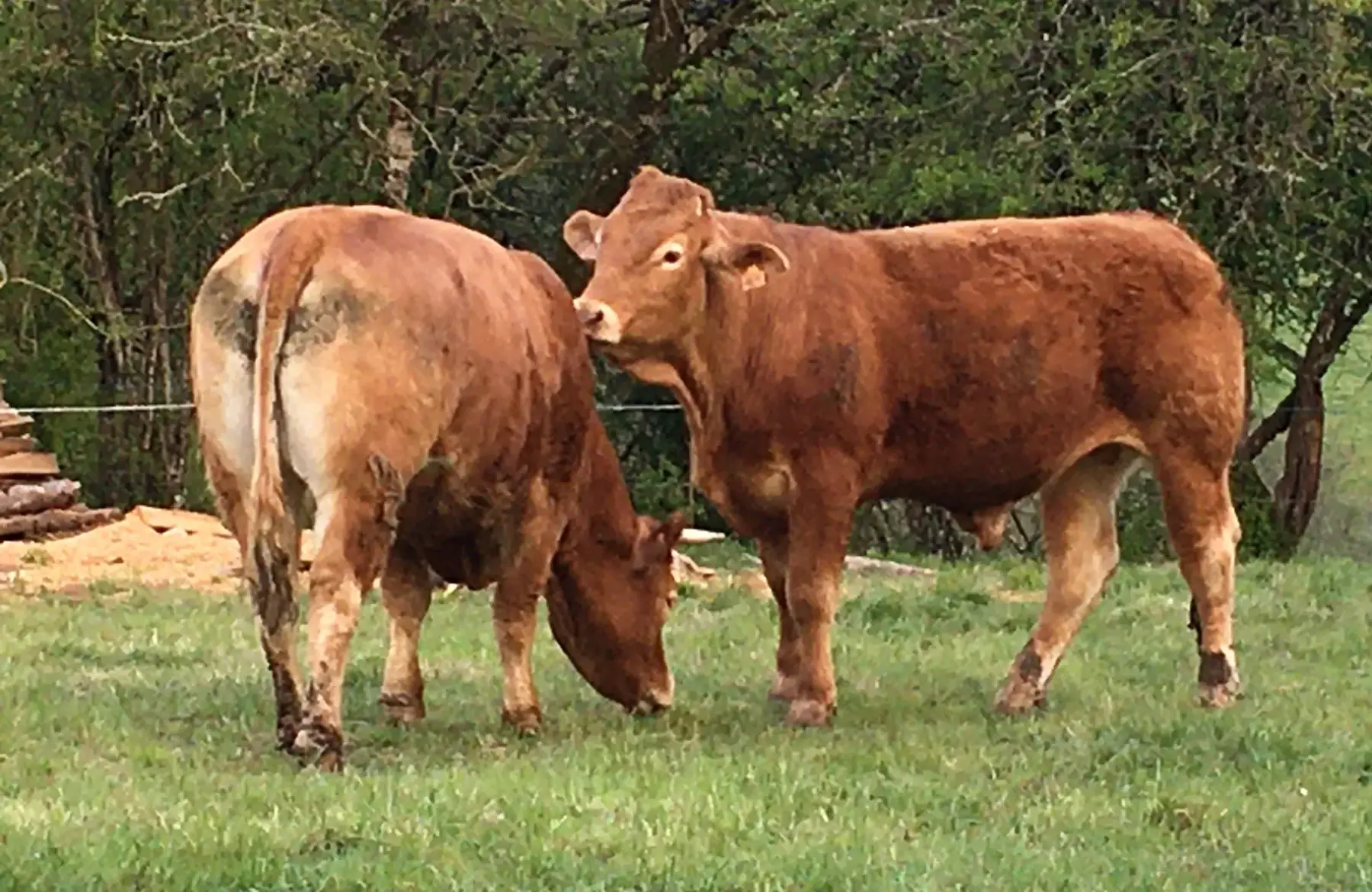 boeuf, colis 100% grillade