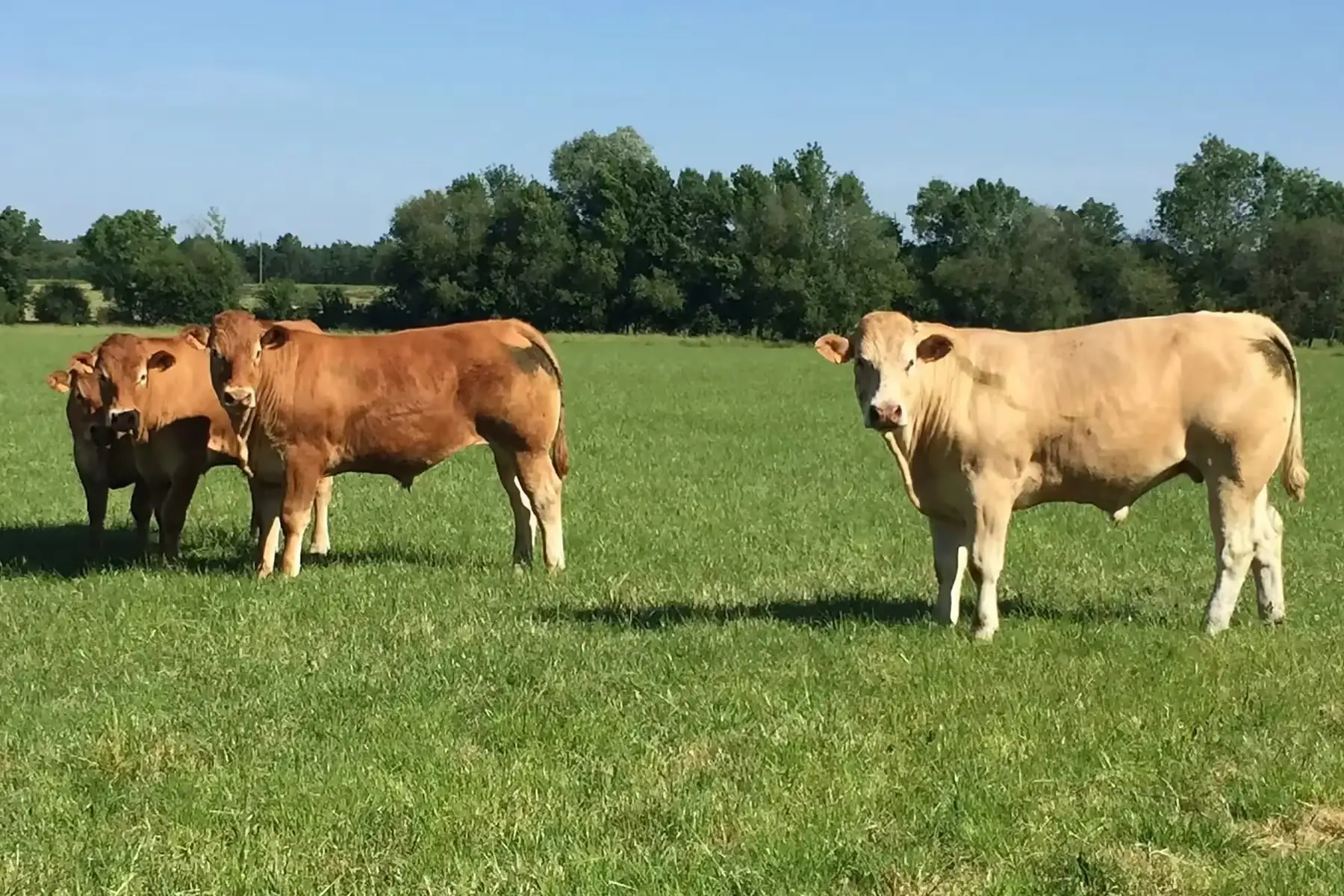 bœuf colis transformé