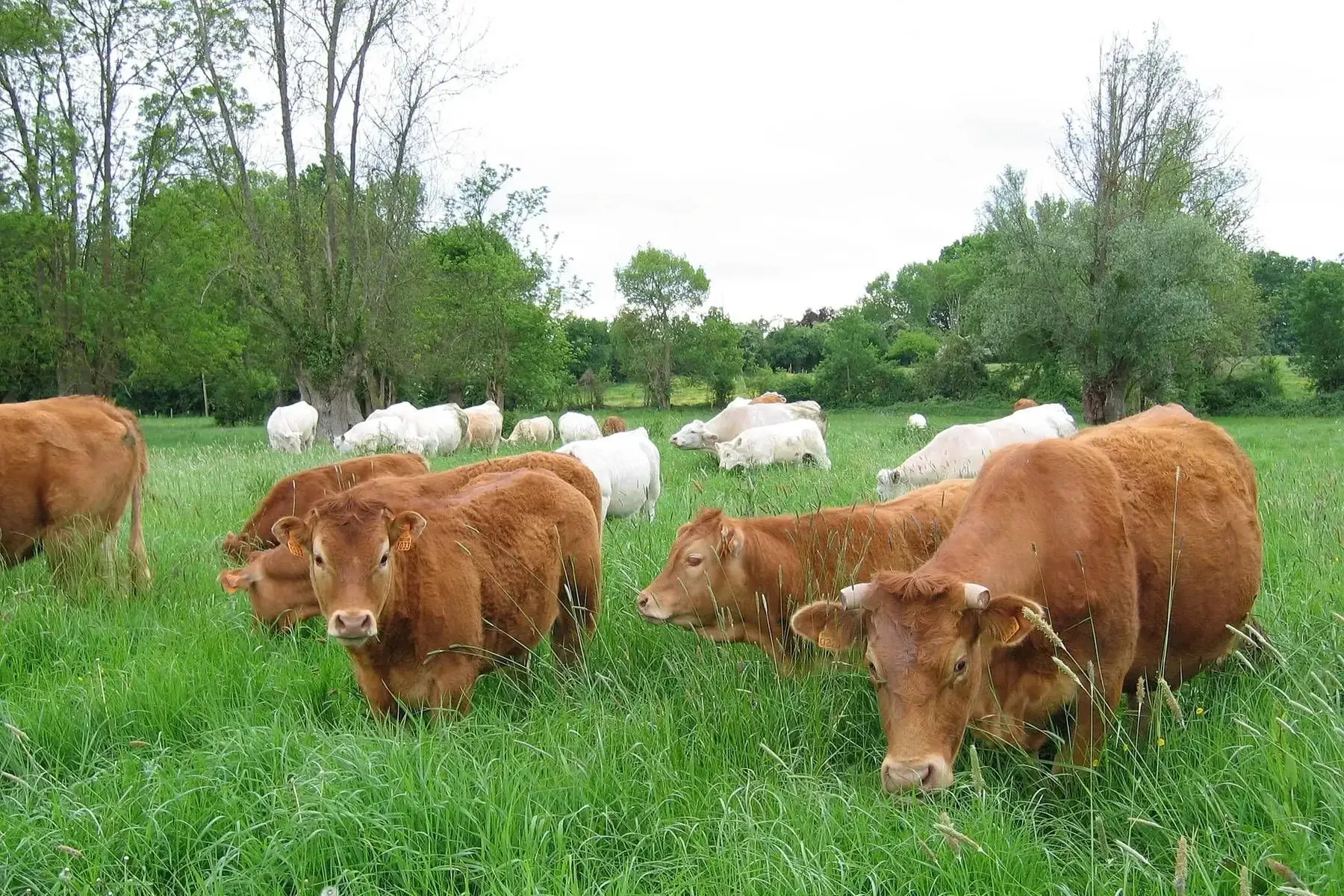 bœuf colis traditionnel