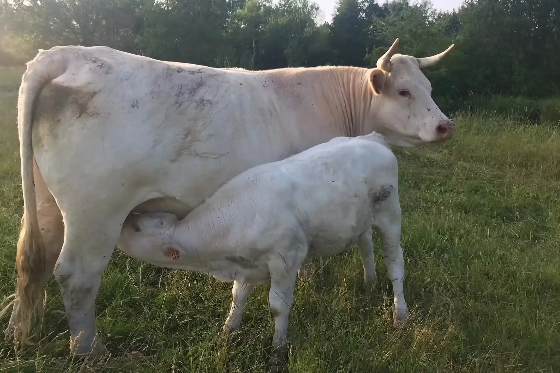 veau sous la mère colis