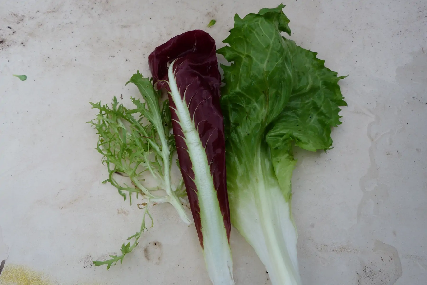 mesclun chicorée