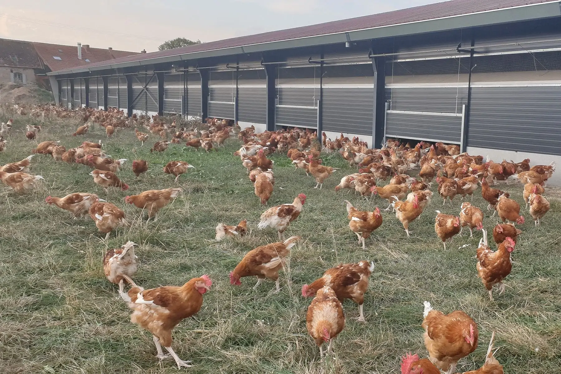 poulet prêt à cuire