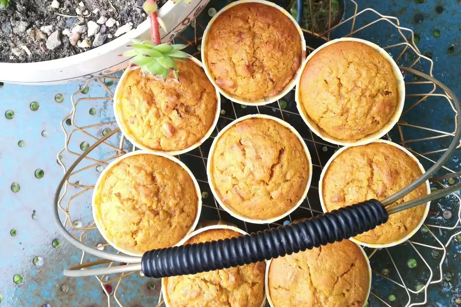 muffin au fenouil confit vg sg