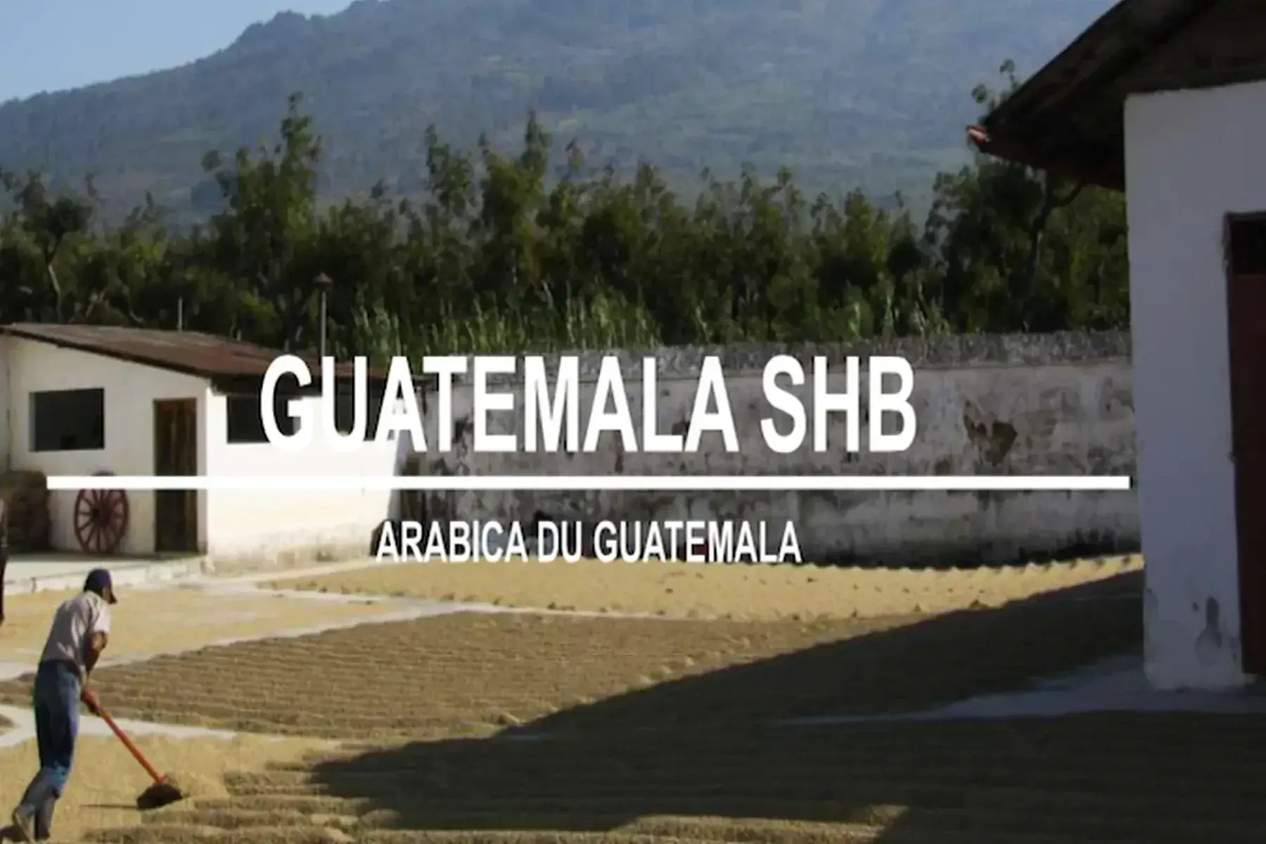 café guatemala shb