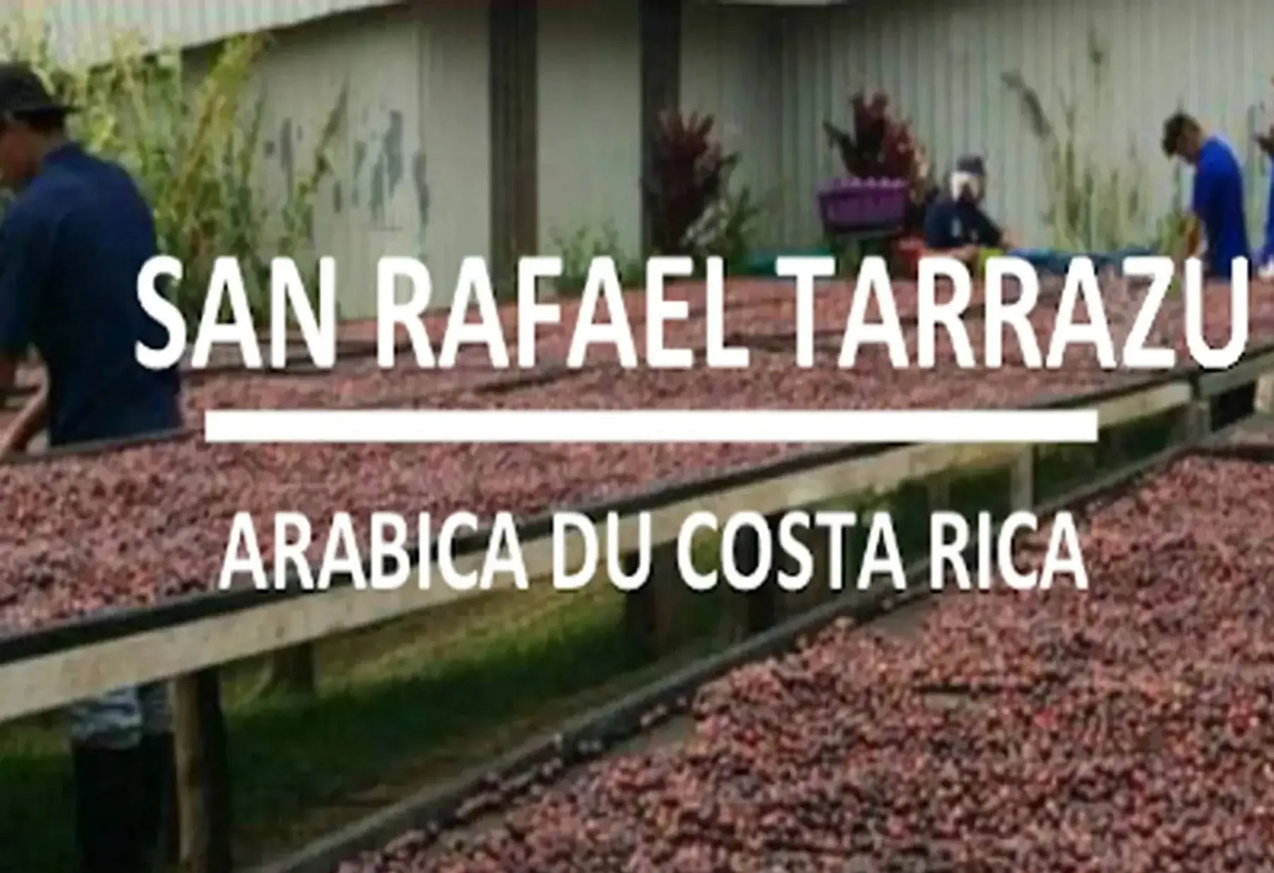 café costa rica tarrazu