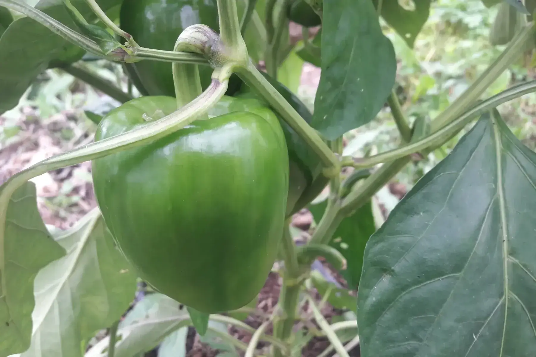 PROMO poivron vert et rouge