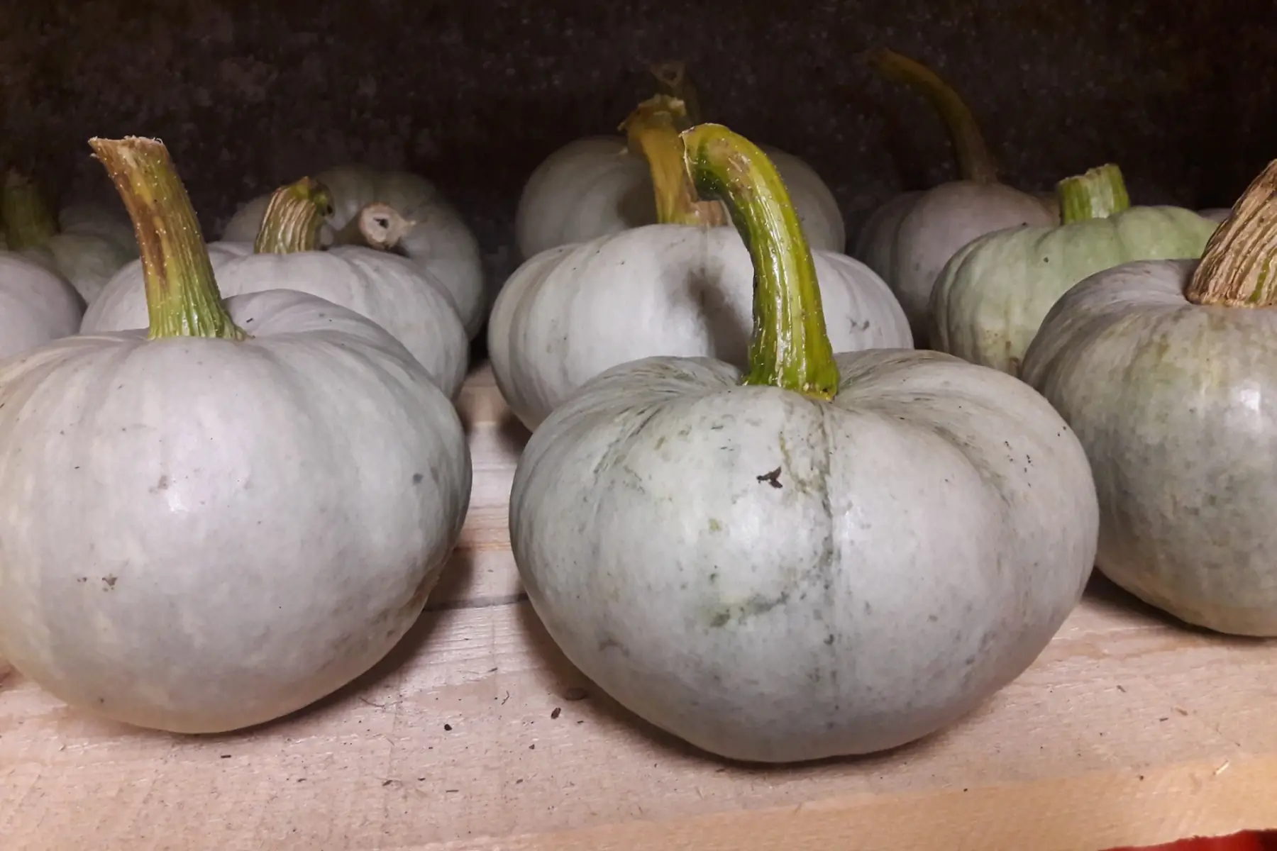 Courge Bleu de Hongrie