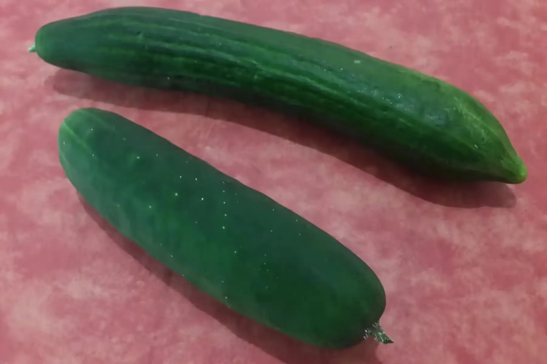 concombre toutes variétés