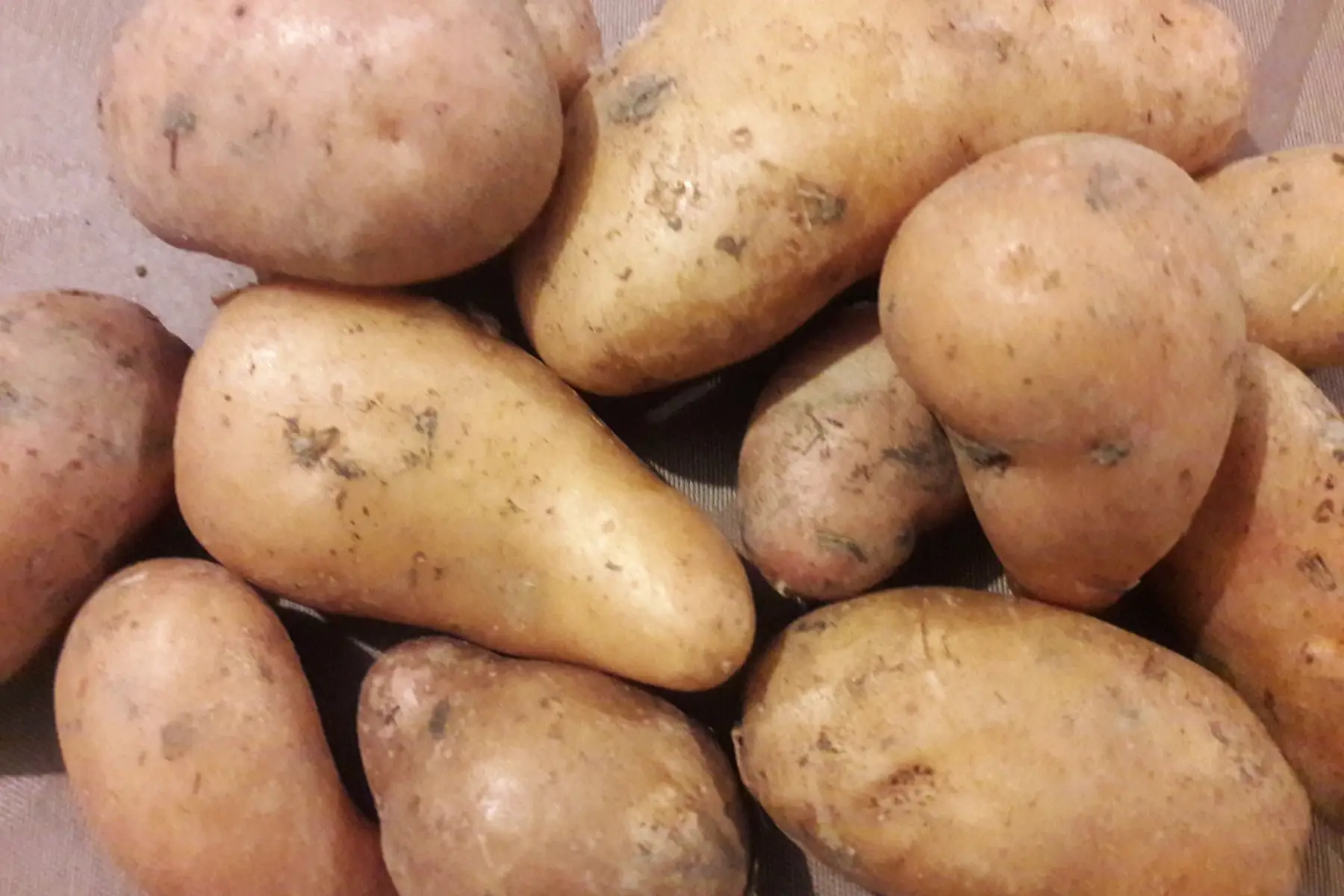 p de terre rosa petit calibre