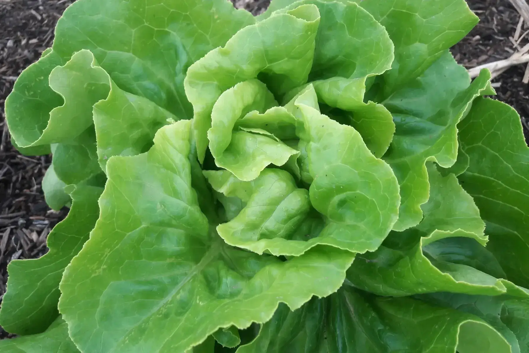 laitue pommée blonde