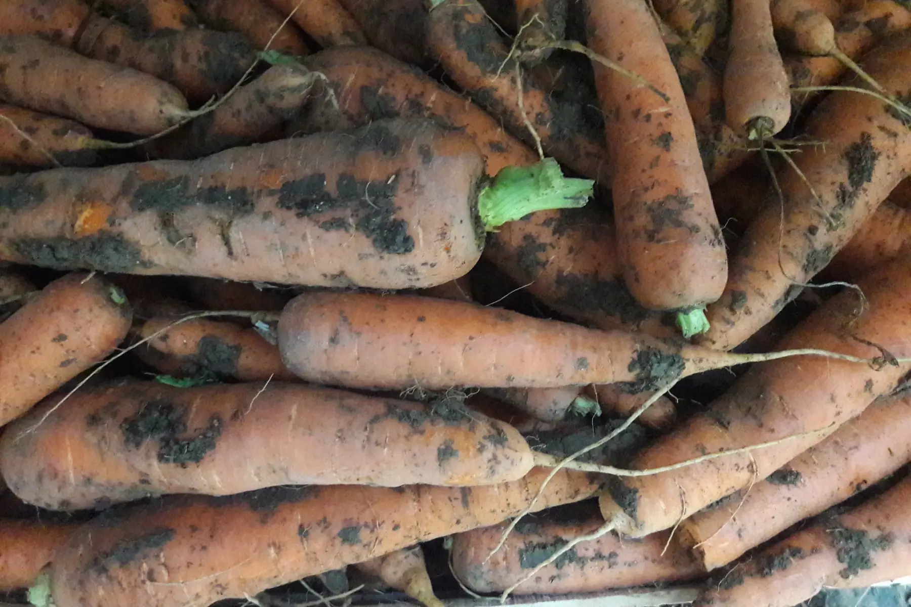 carottes couleurs de conservation