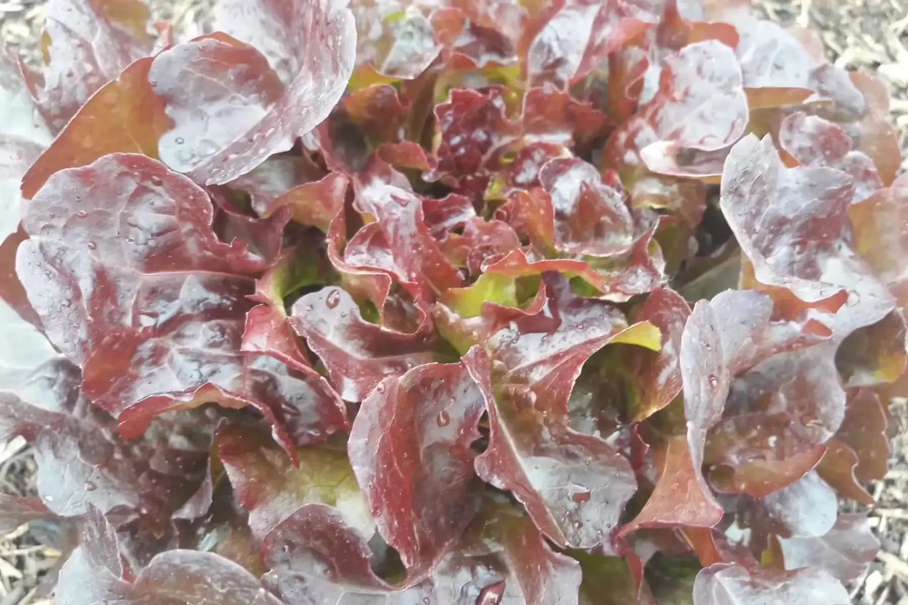 laitue feuille de chêne rouge