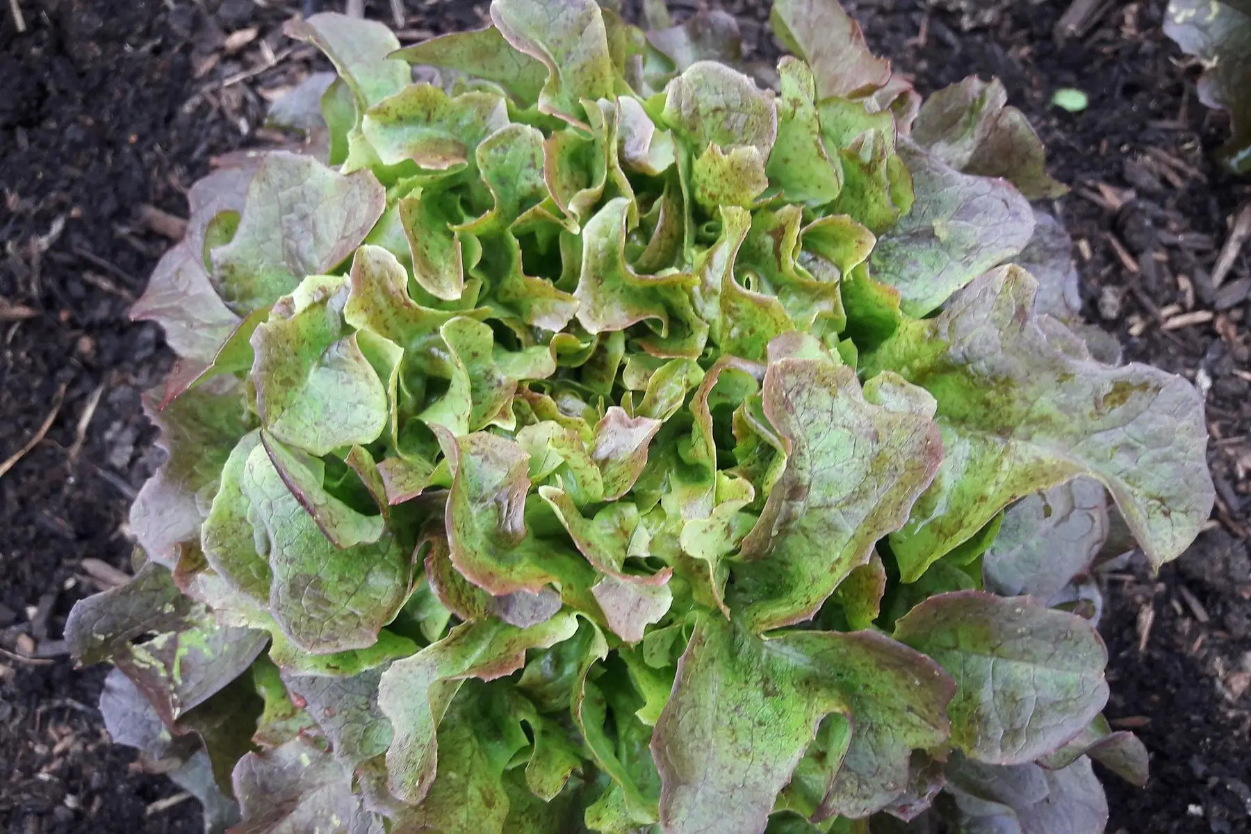 salade feuille de chêne rouge