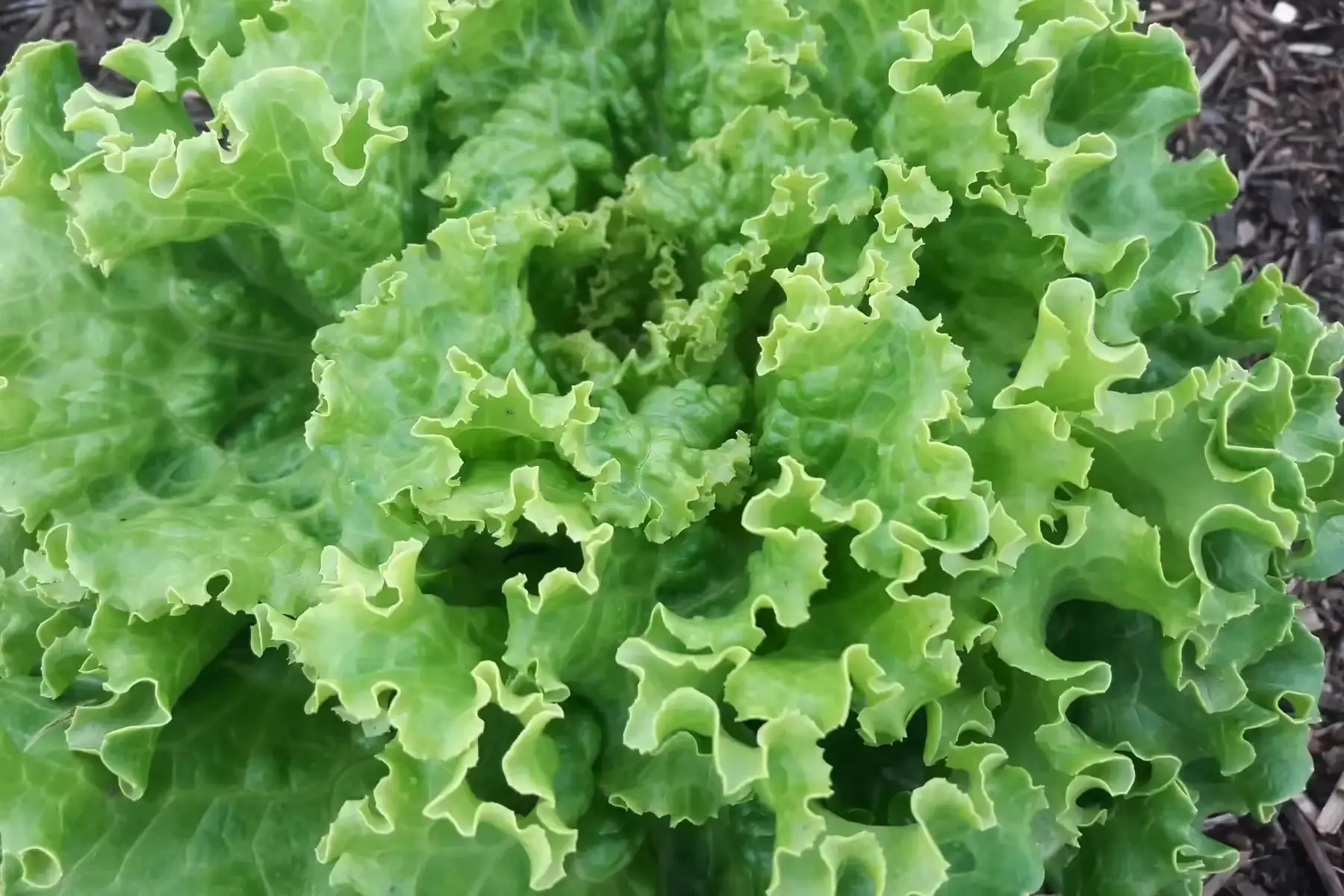 laitue batavia blonde