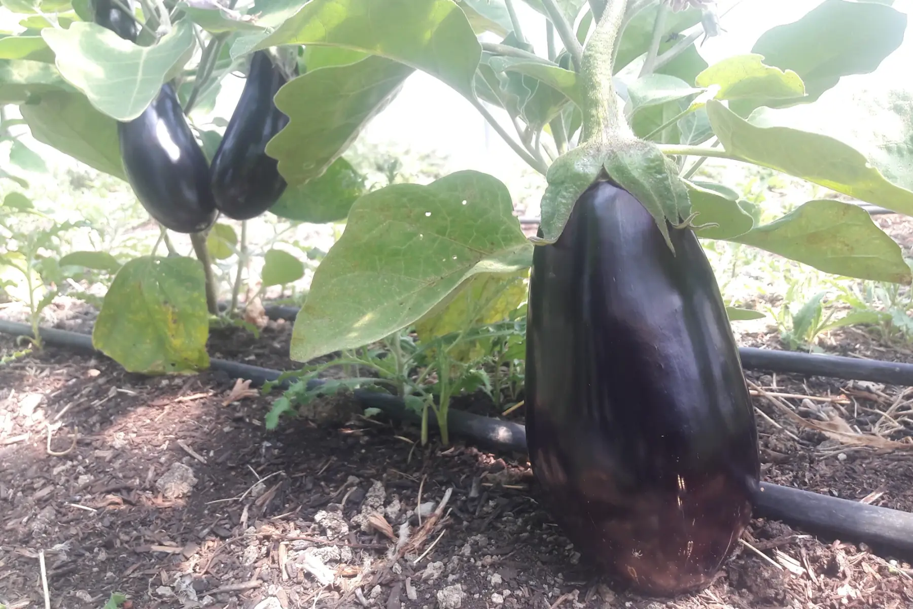 aubergines ronde et longue