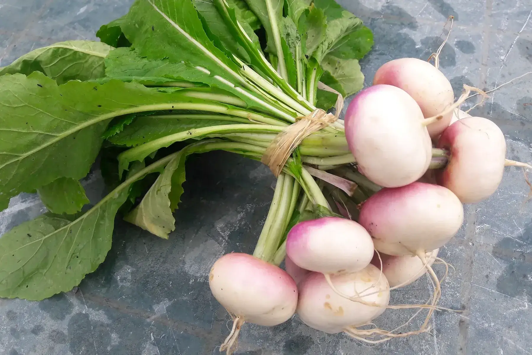 navets nouveaux en botte