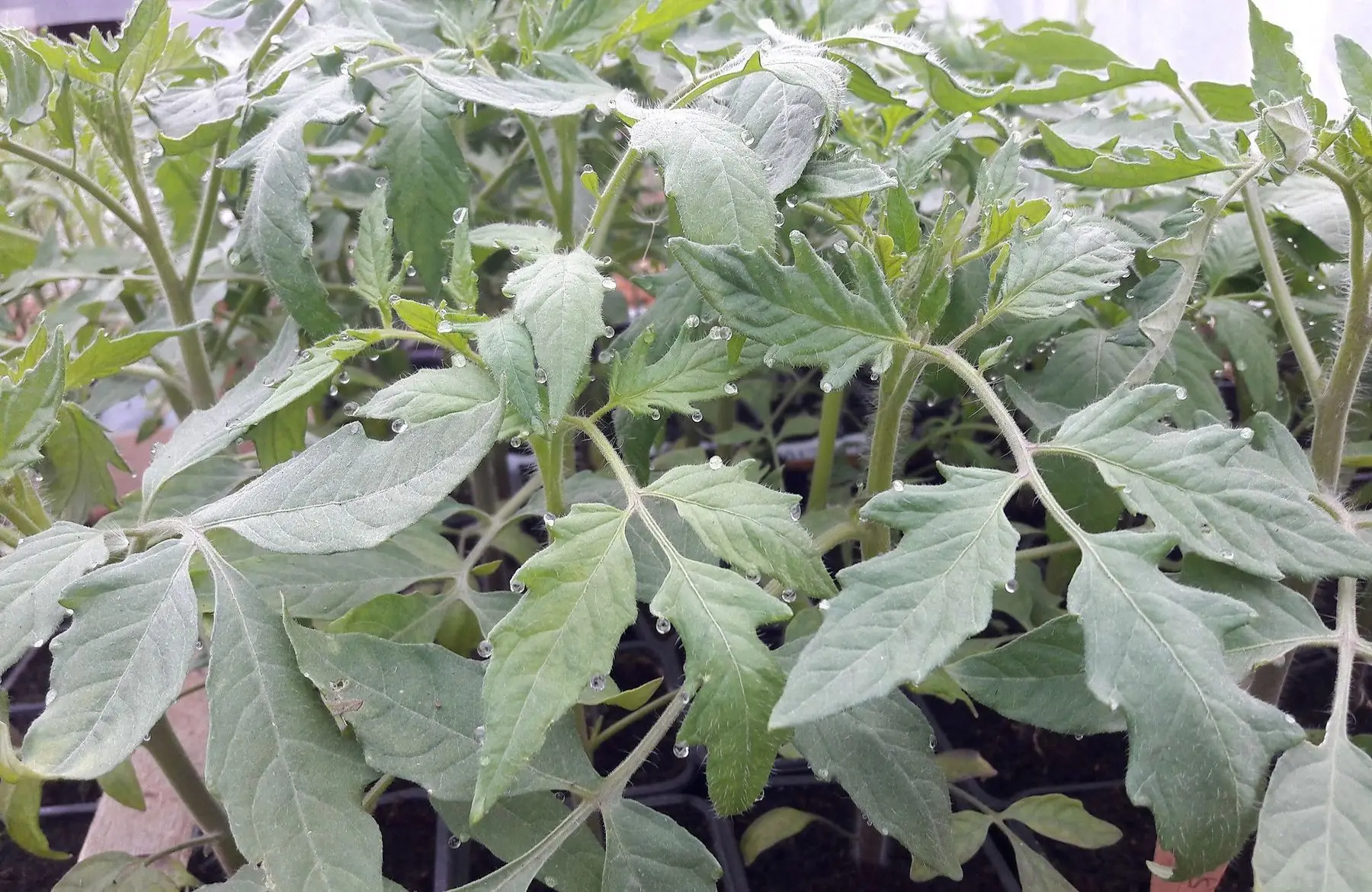 plant de tomate "andine cornue rouge"
