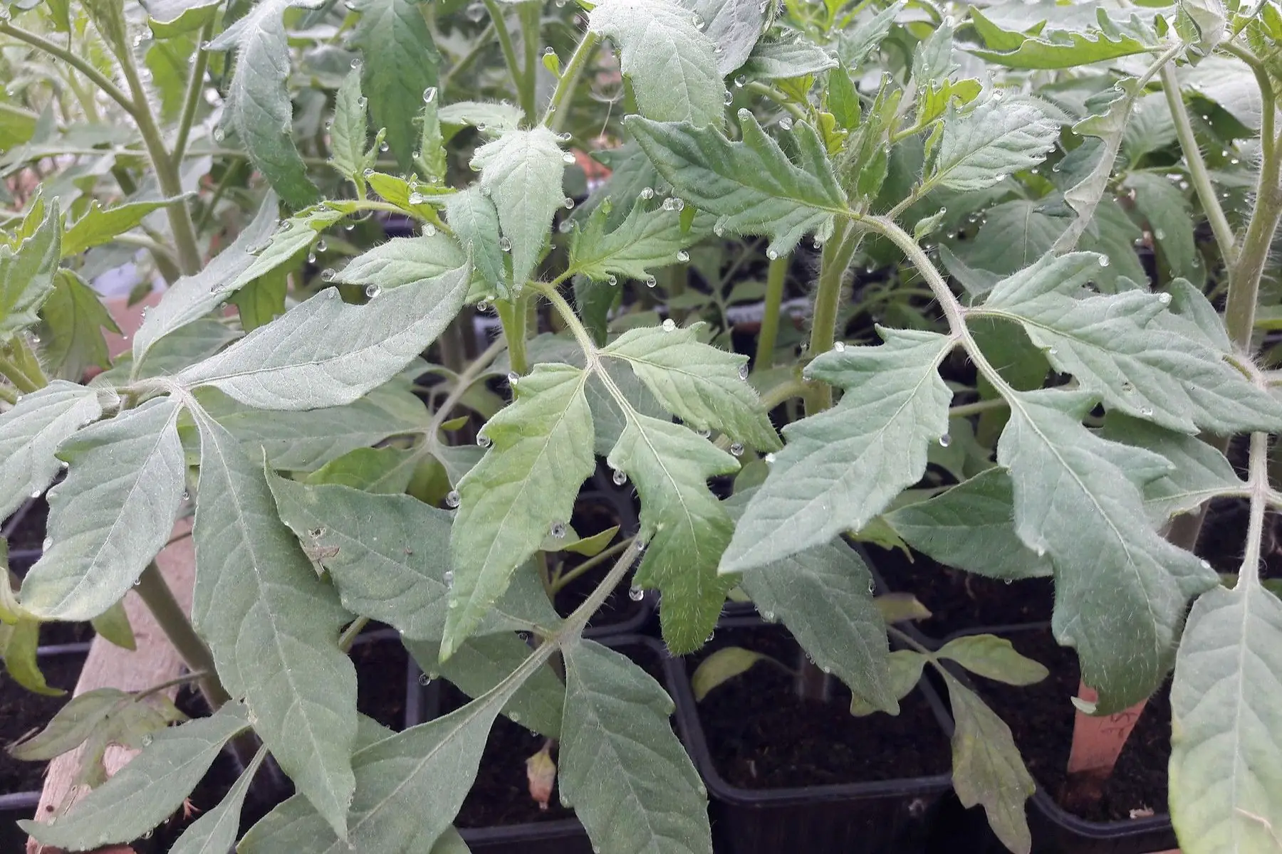 plant de tomate "cerise raisin vert"