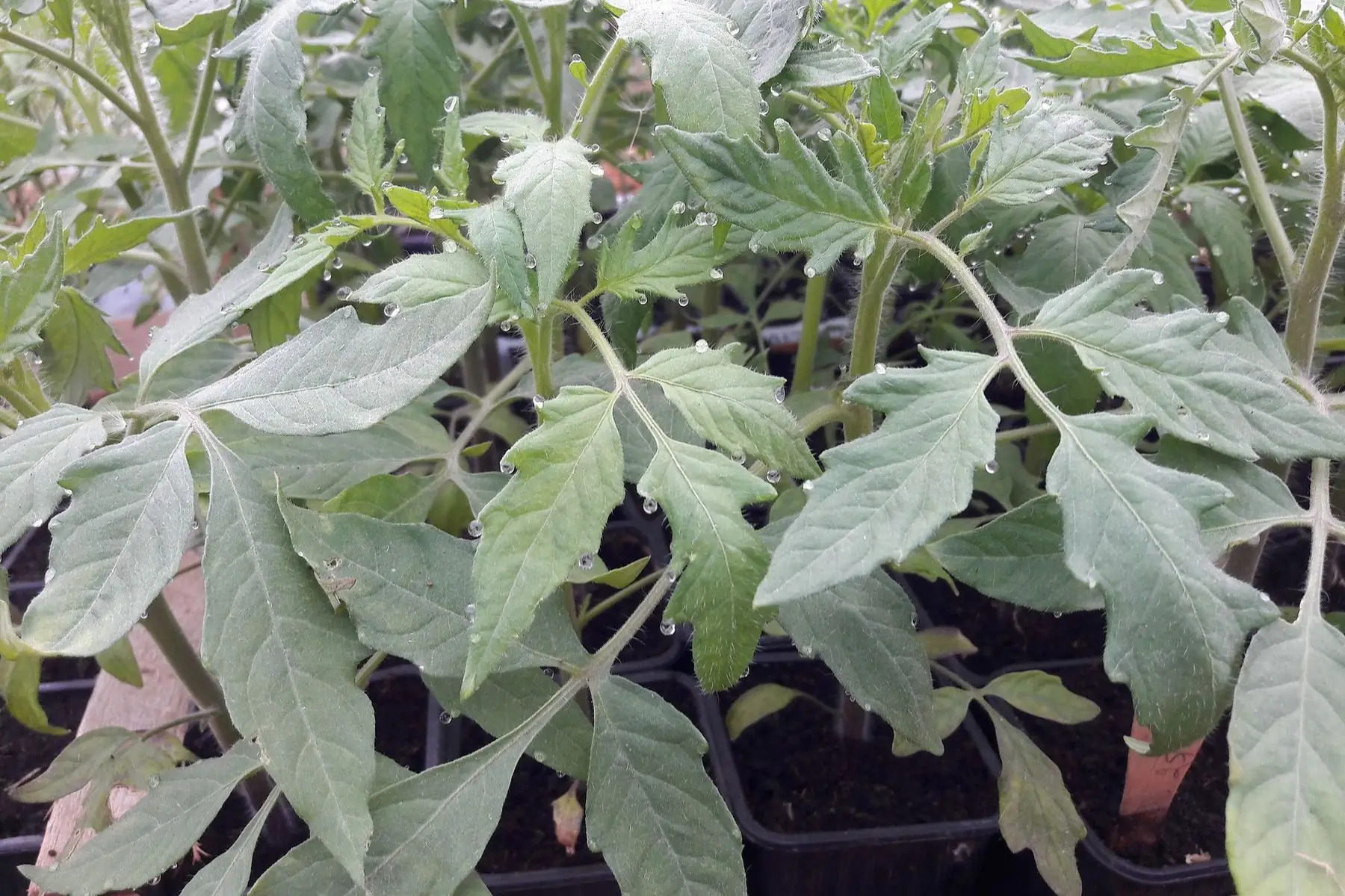 plant de tomate "cerise rouge"