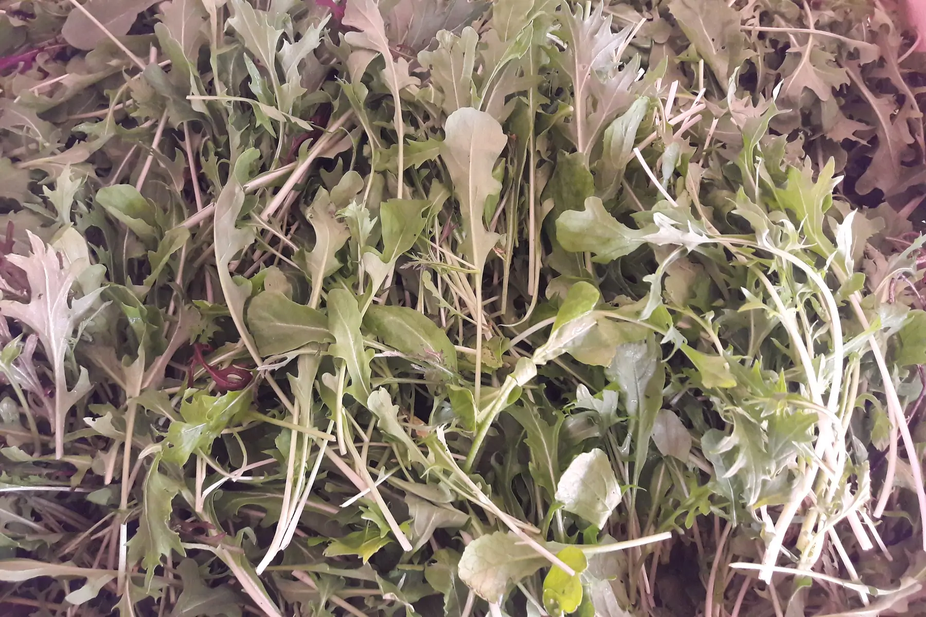 mesclun jeunes pousses asiatique