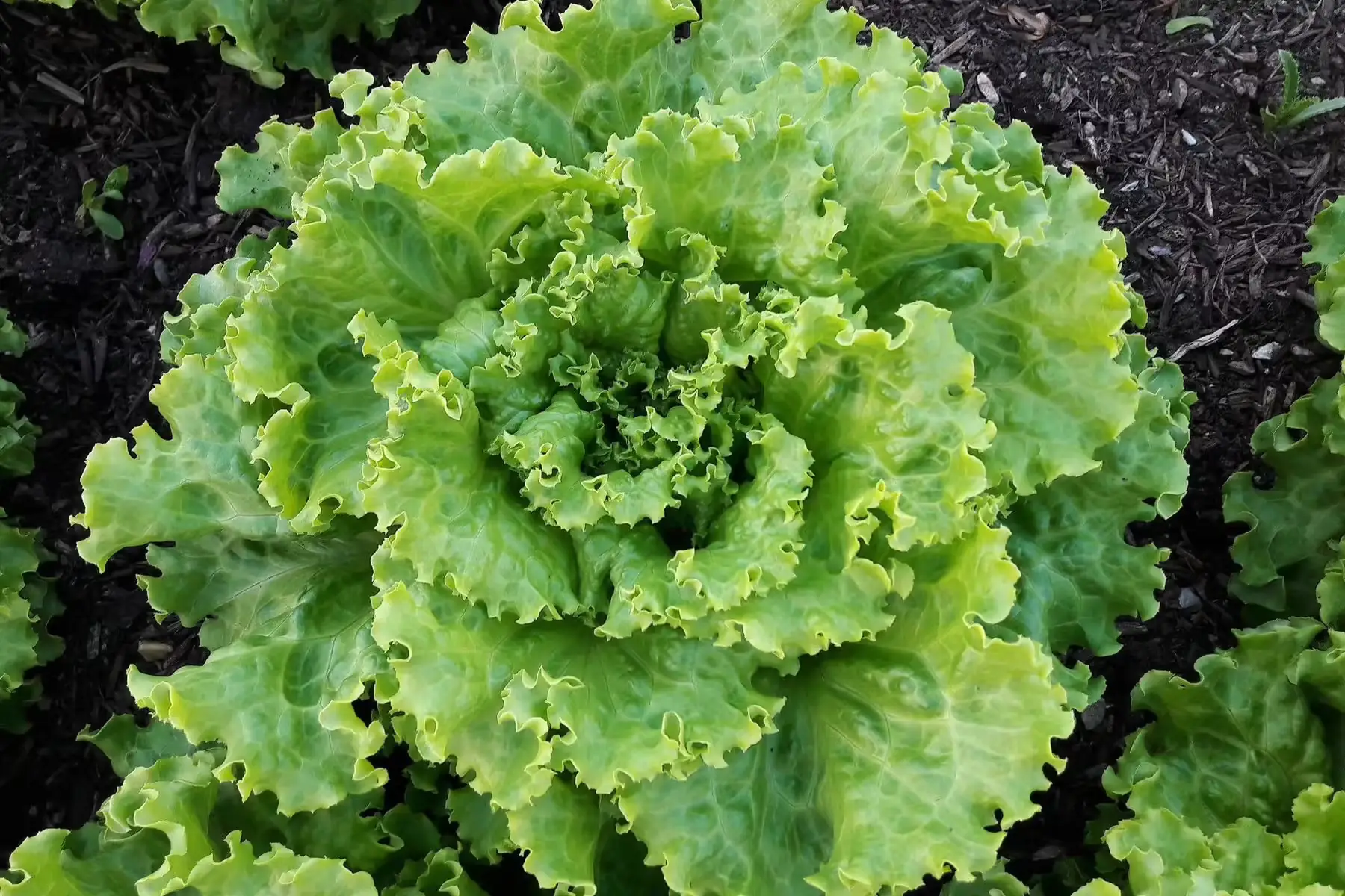 laitue batavia blonde