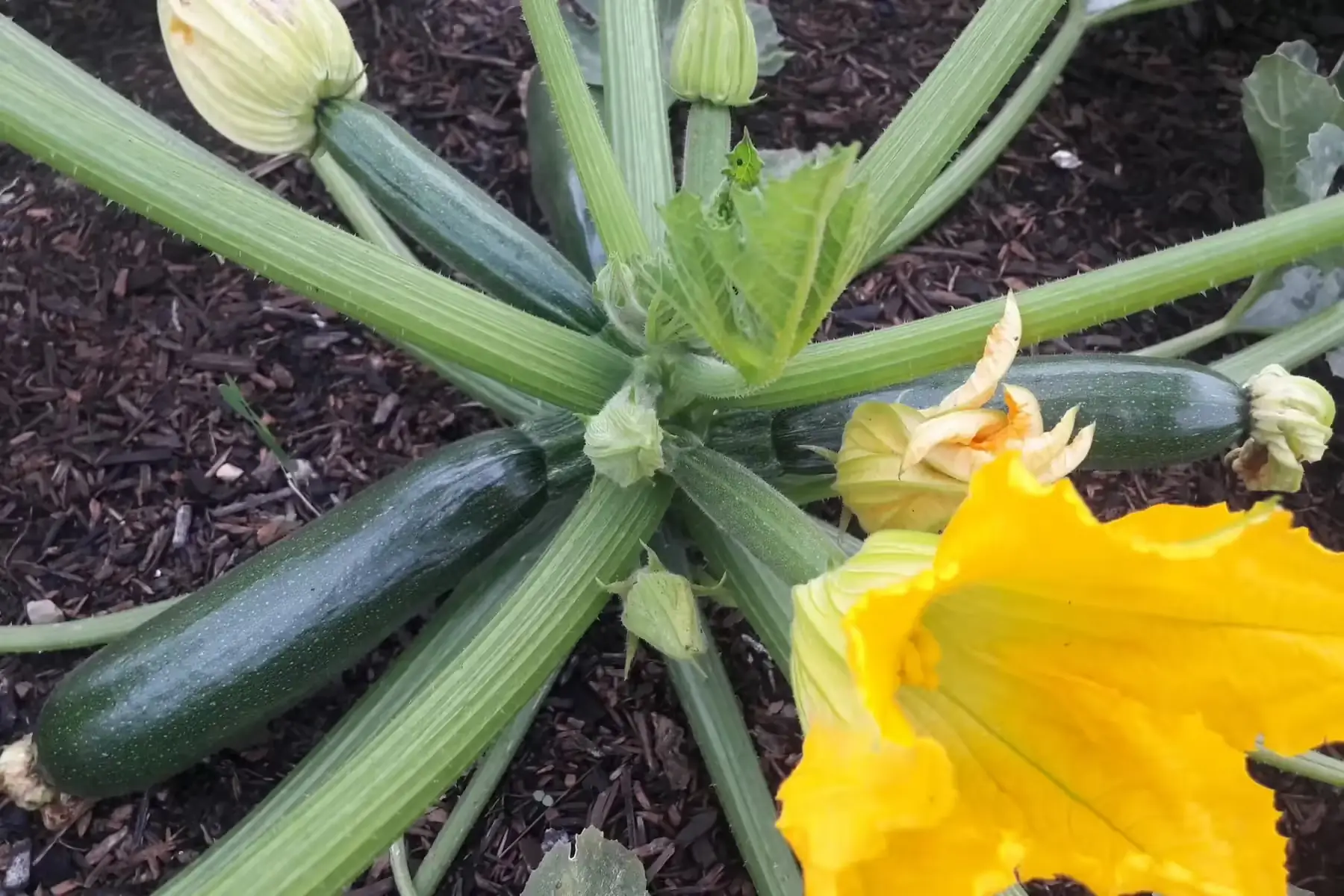 courgettes toutes couleurs