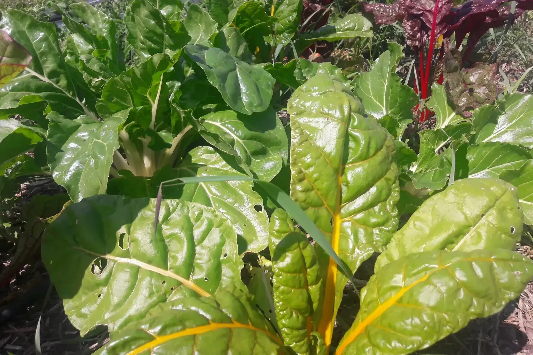 blettes à carde et couleurs