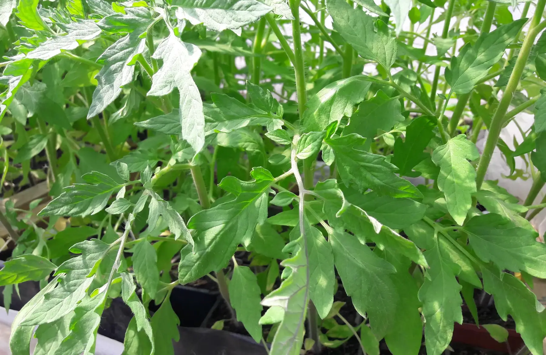 plant de tomate "merveille des marchés"