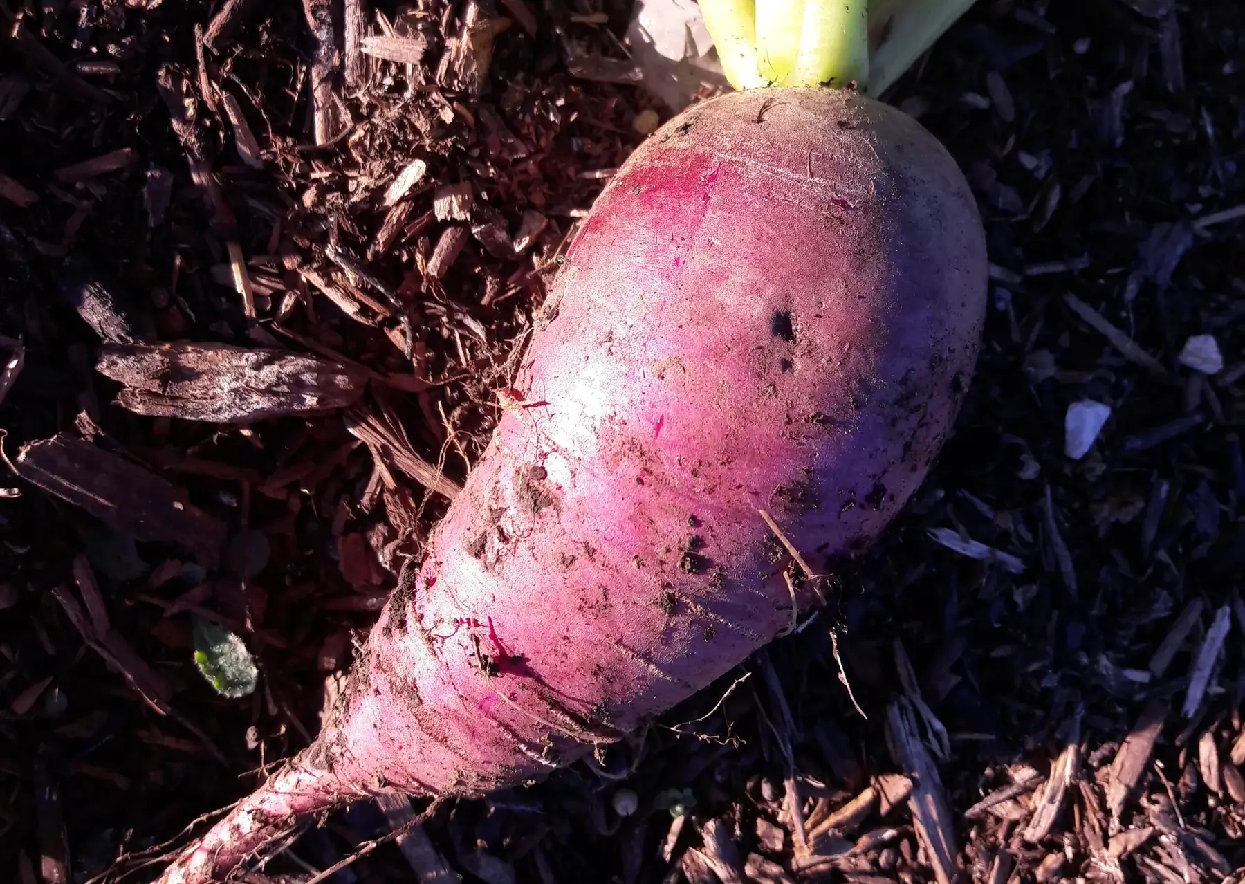 radis rave bleu d automne