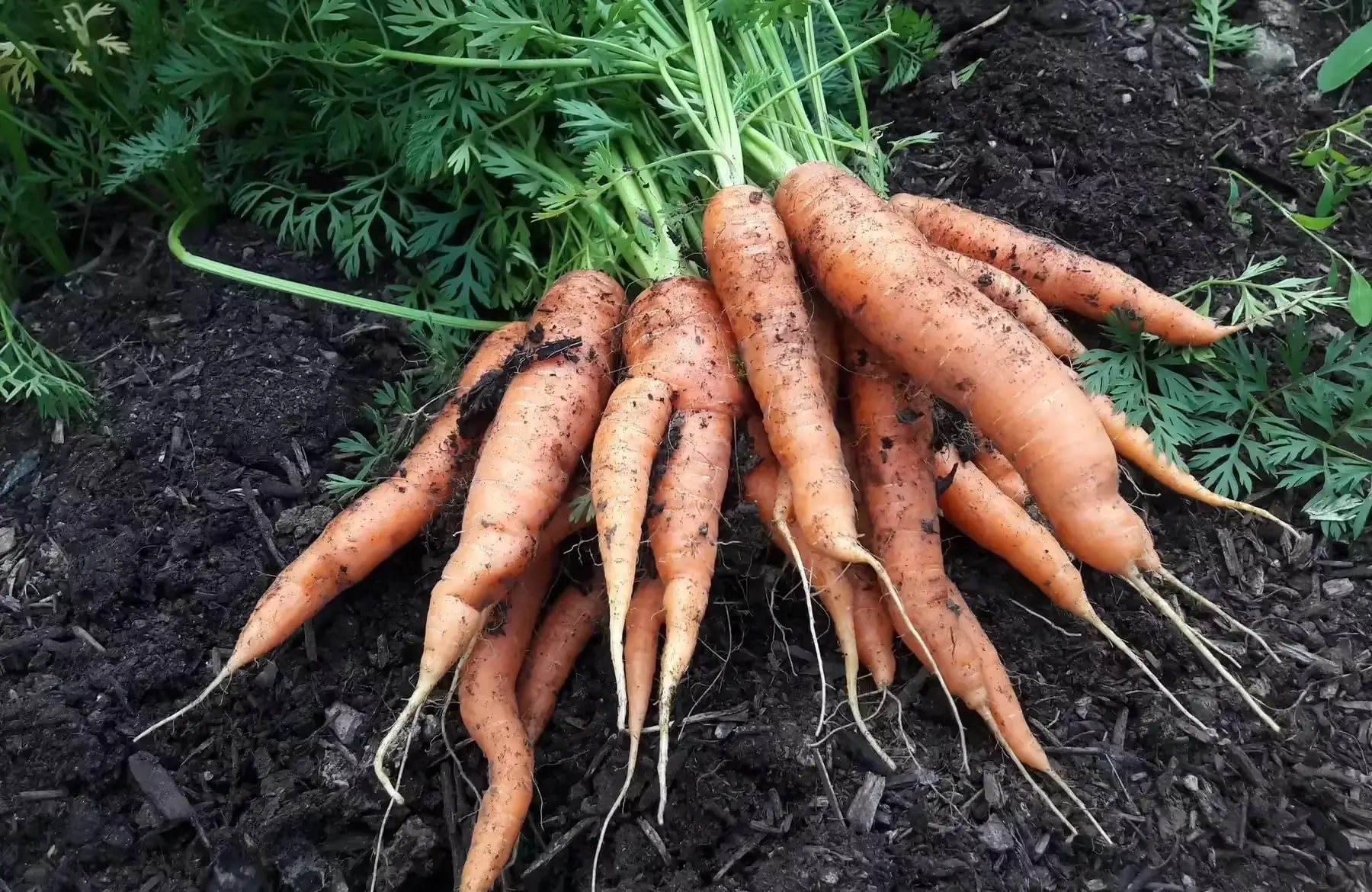 carottes botte couleurs