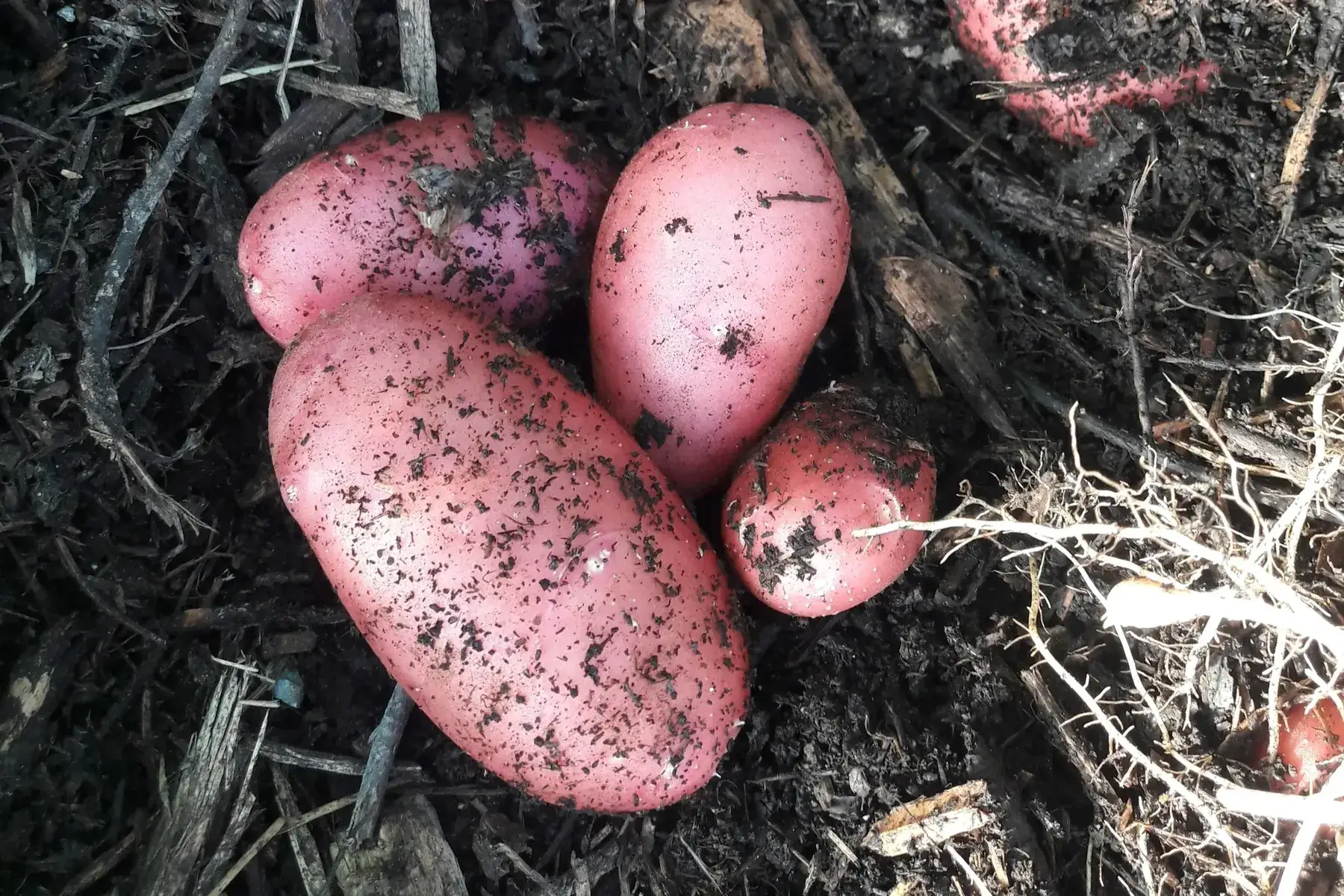pomme de terre primeur rose