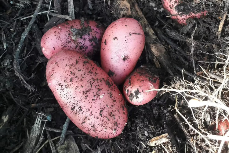 pomme de terre nouvelle rose