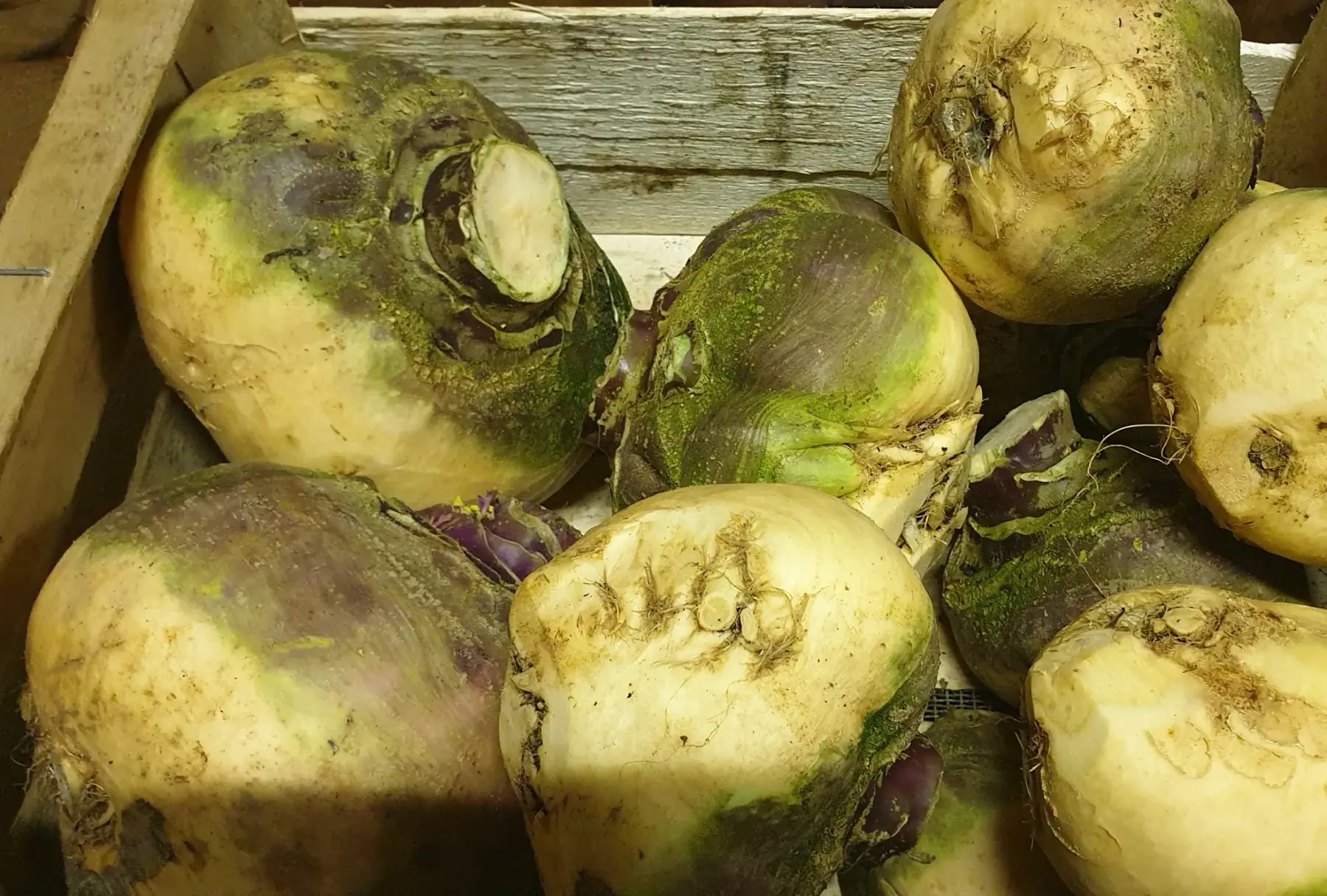 rutabaga