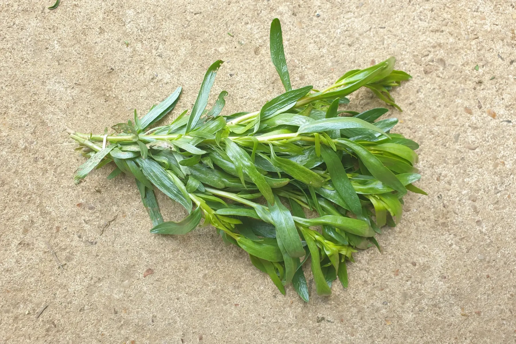 GAEC Les jardins de Belle Garde