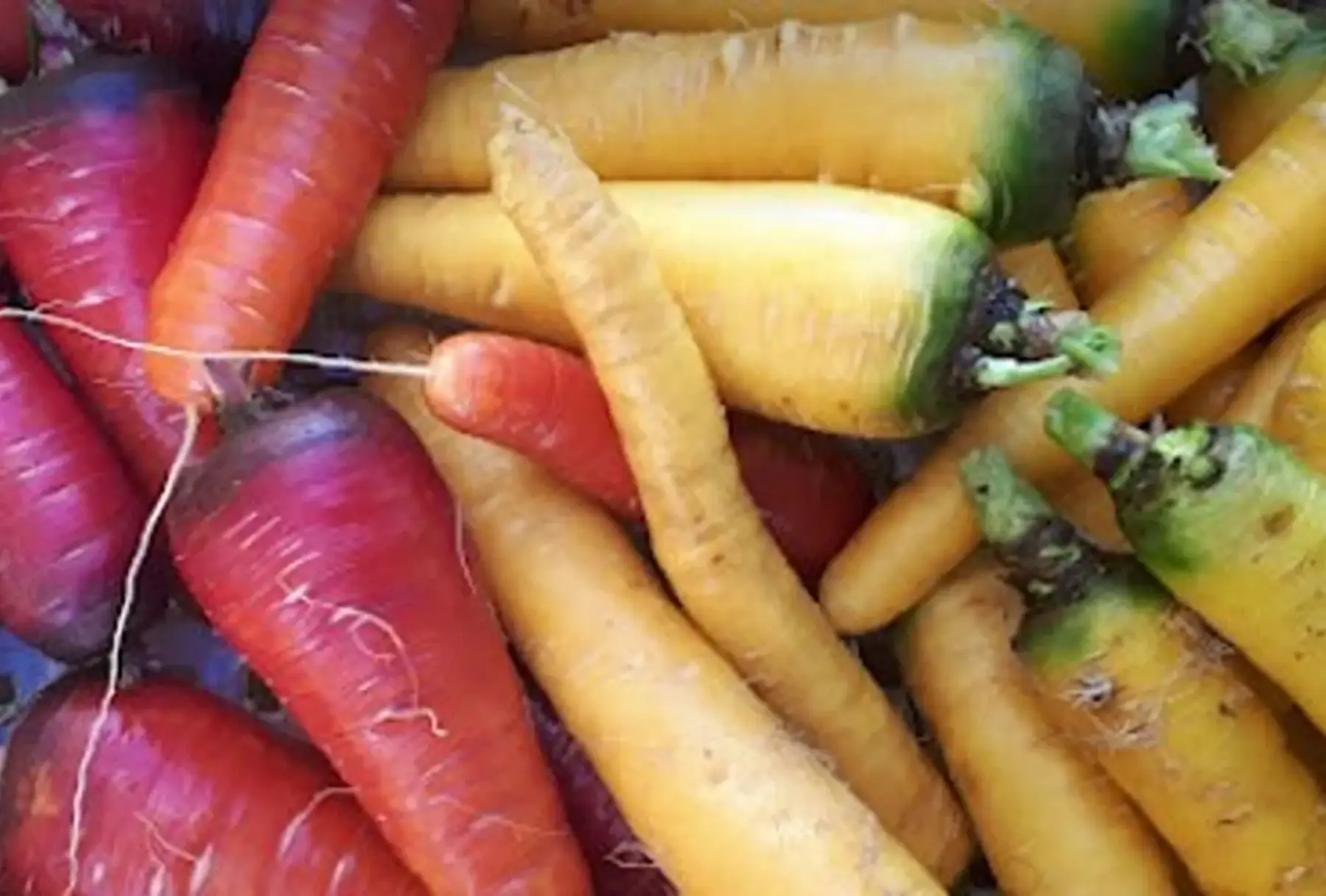 carottes rouges et jaunes