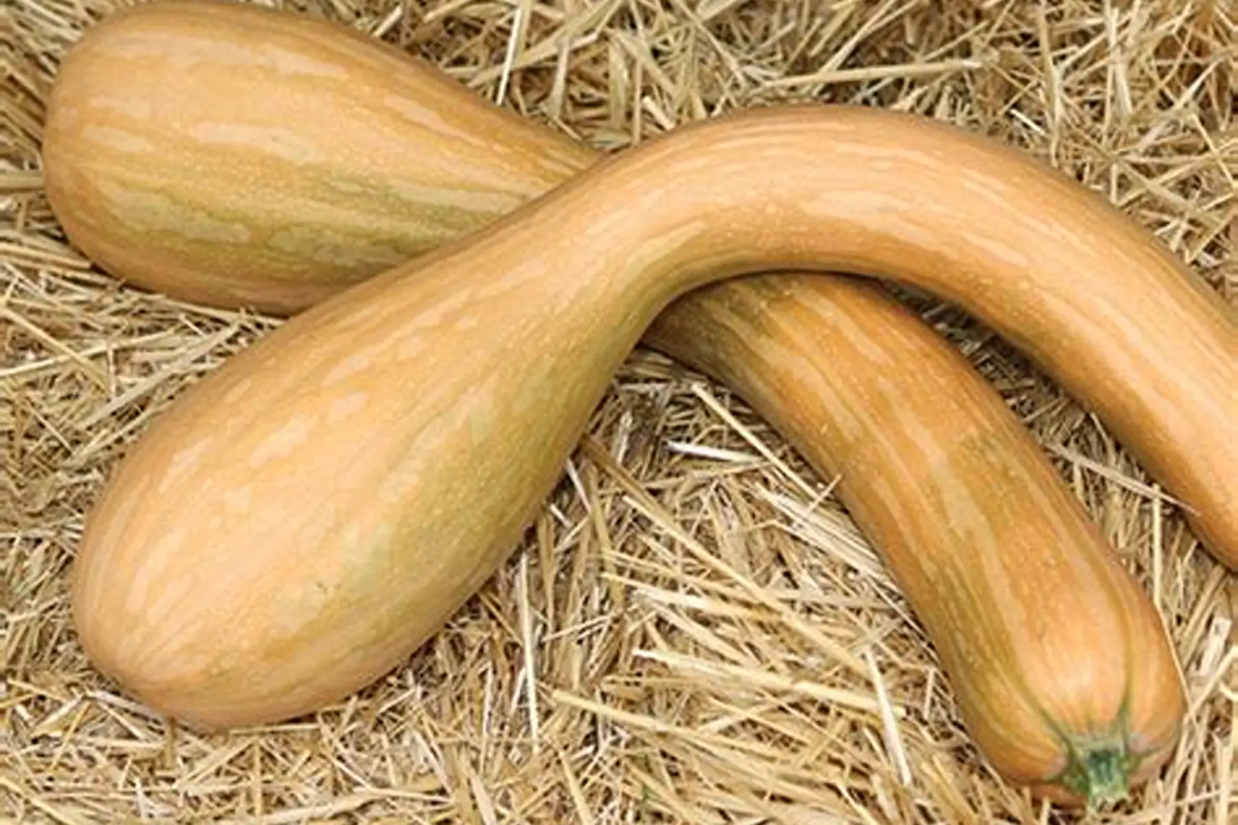 Courge longue de Nice