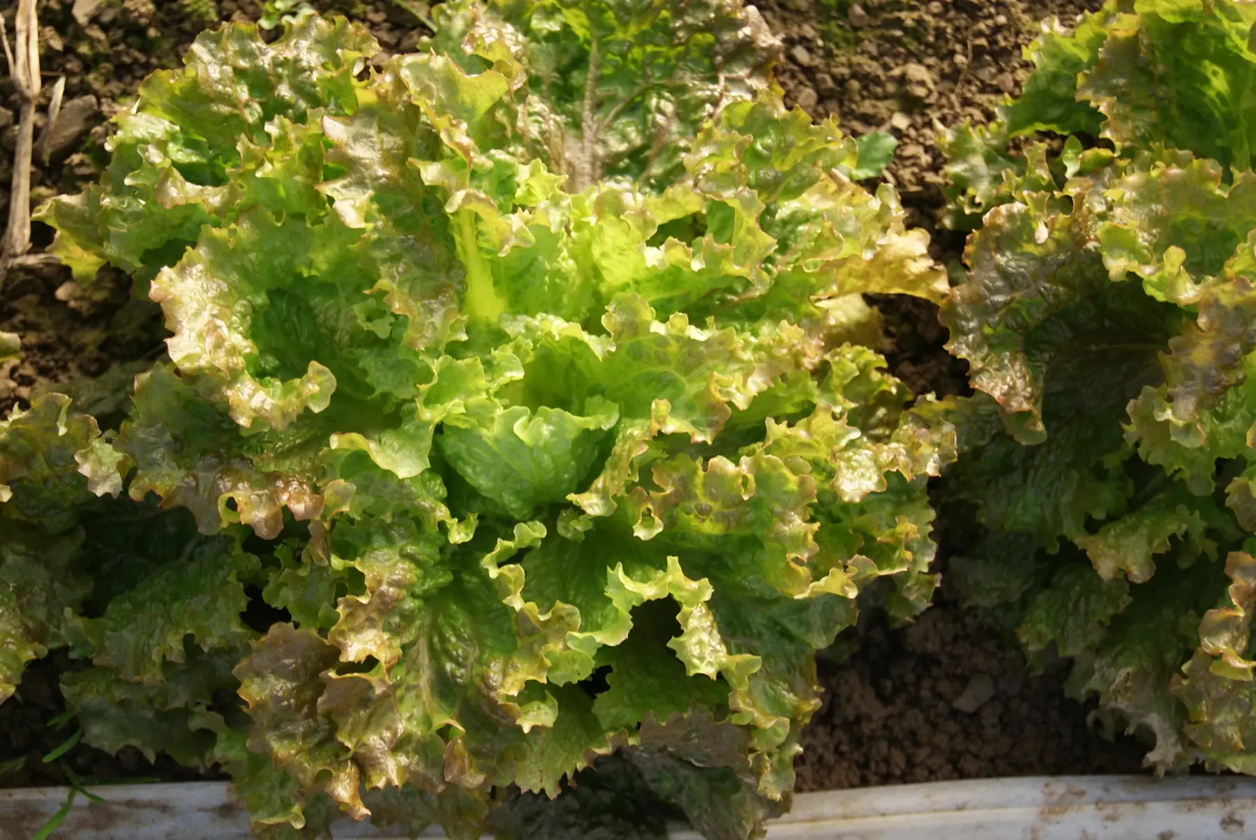 salade batavia rouge