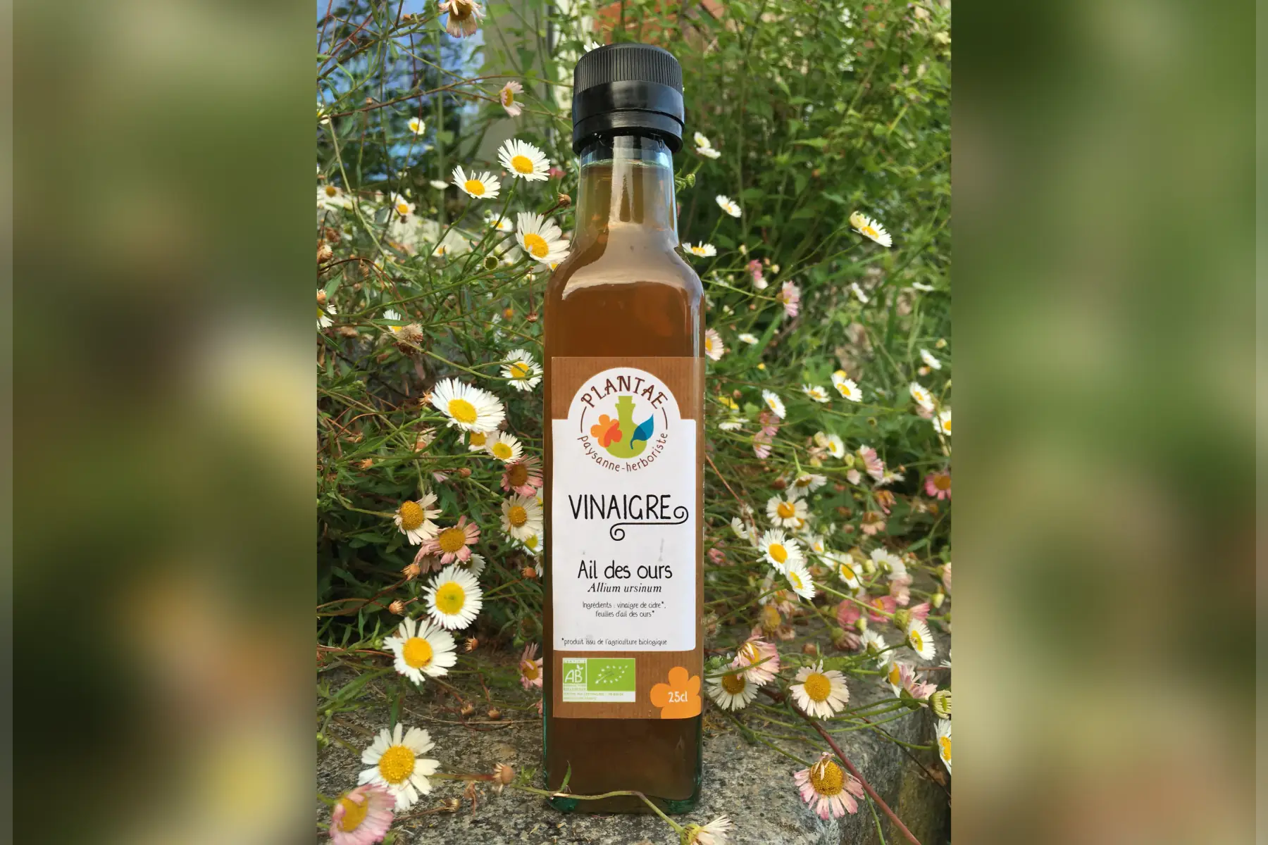 Vinaigre à l'ail des ours